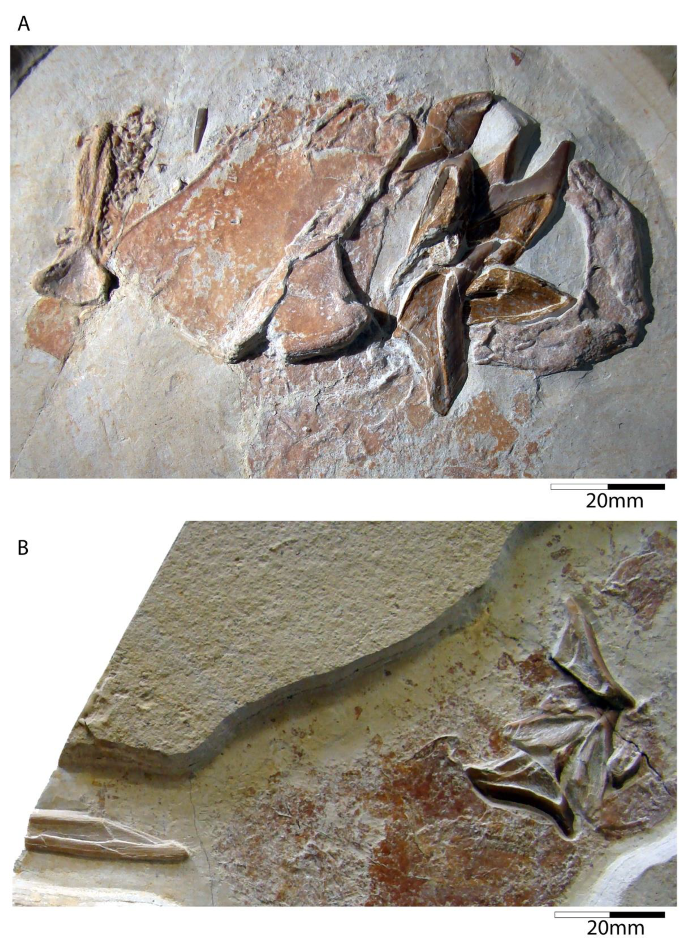 Diversity 15 00386 g006