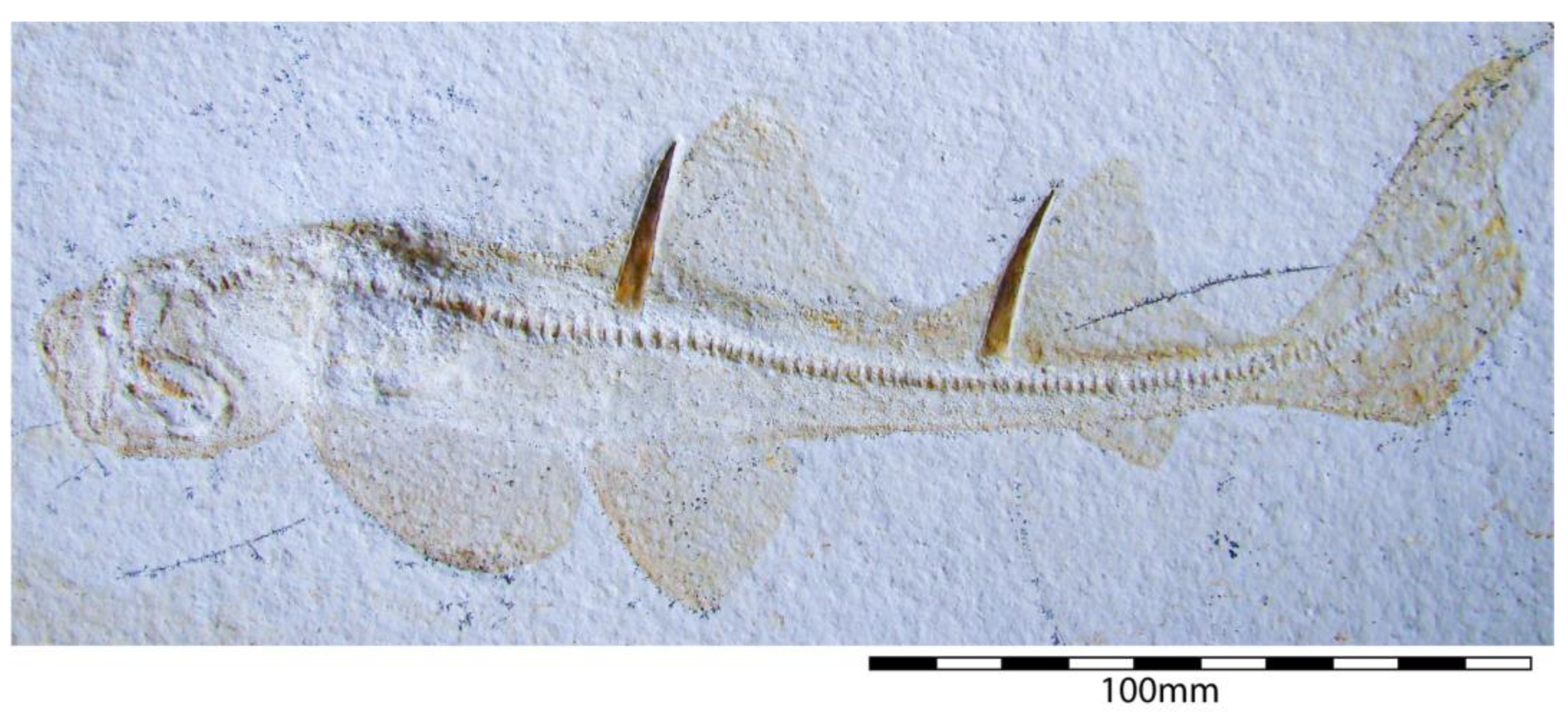 Diversity 15 00386 g019