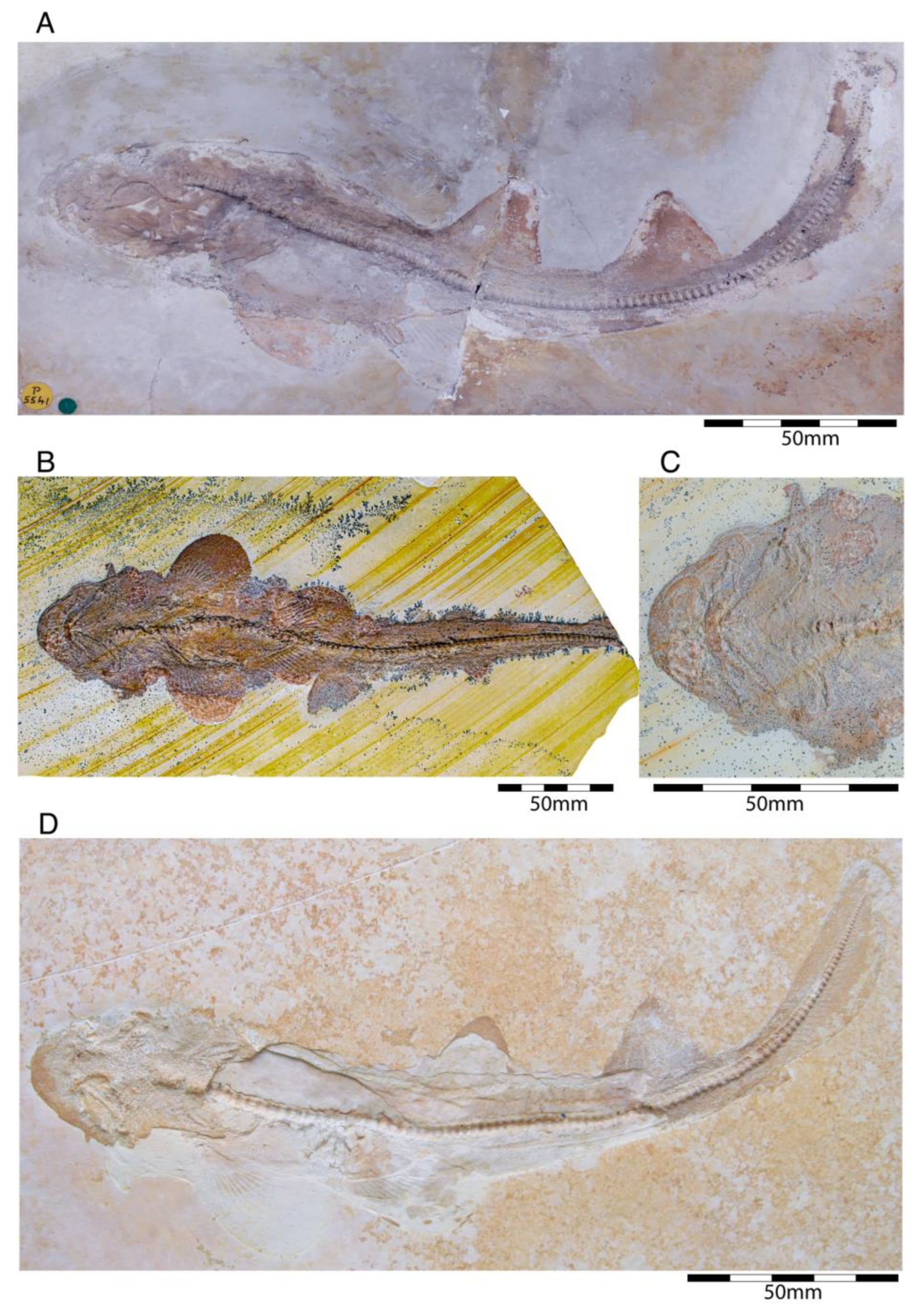 Diversity 15 00386 g021