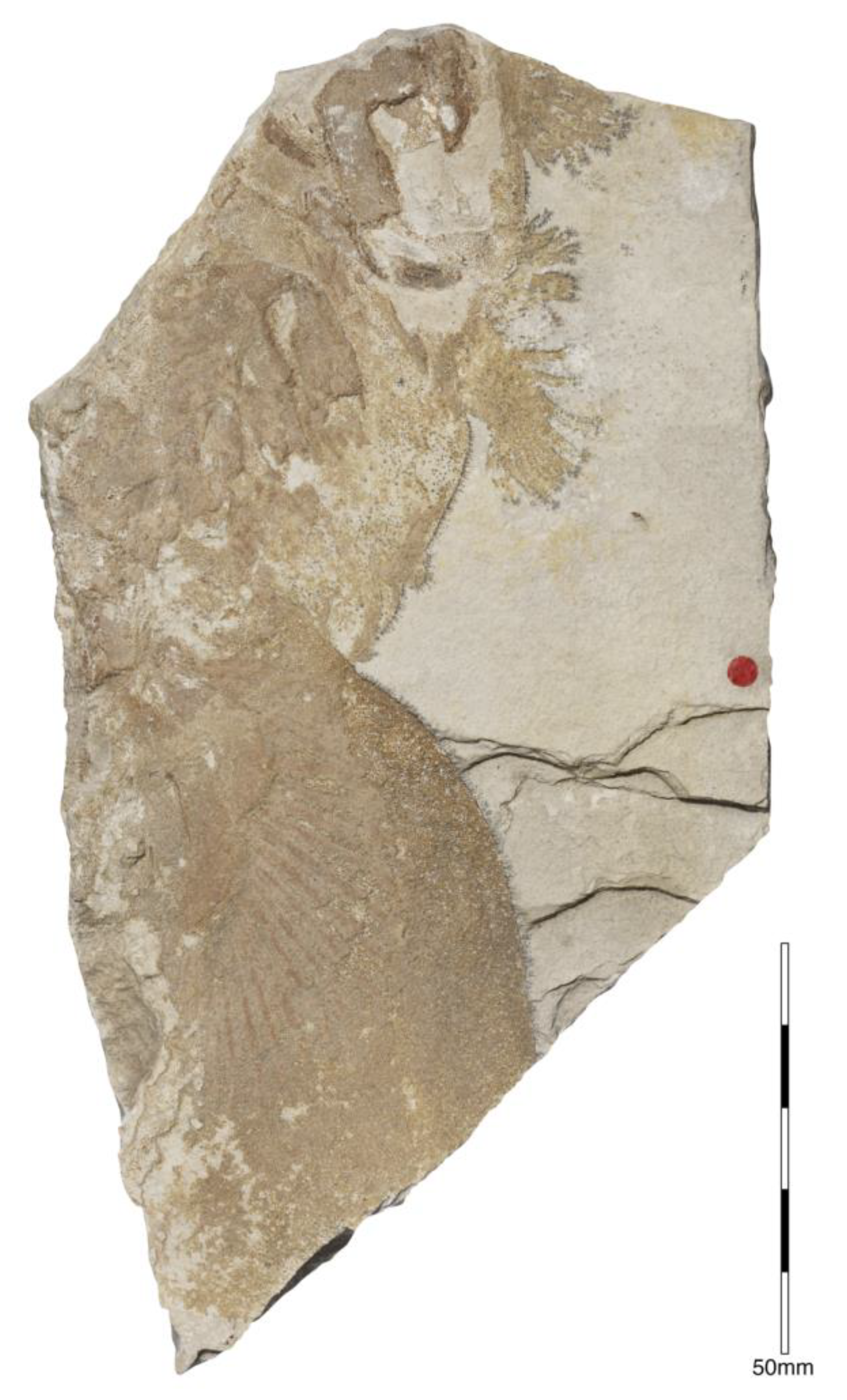 Diversity 15 00386 g022