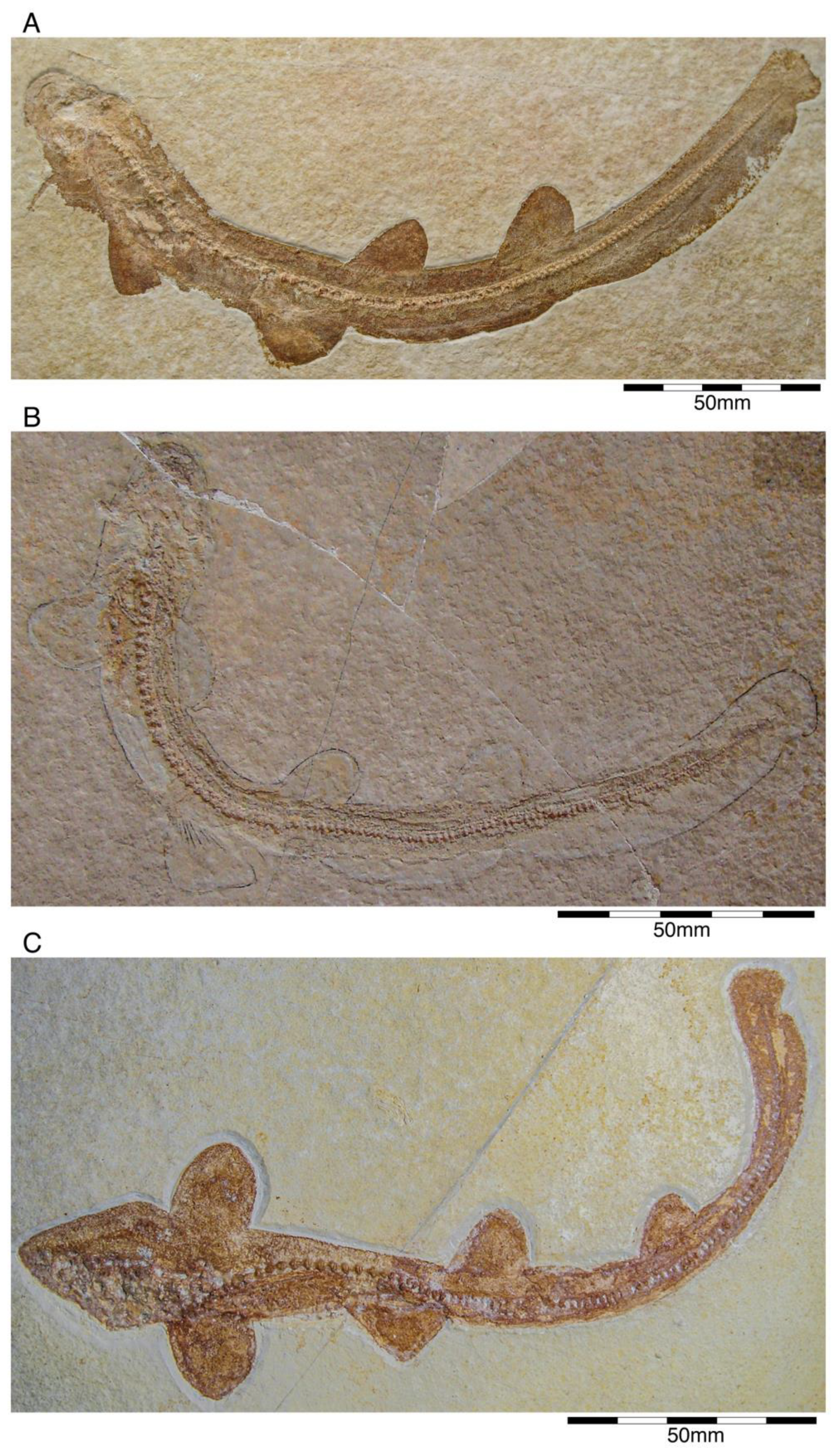 Diversity 15 00386 g023