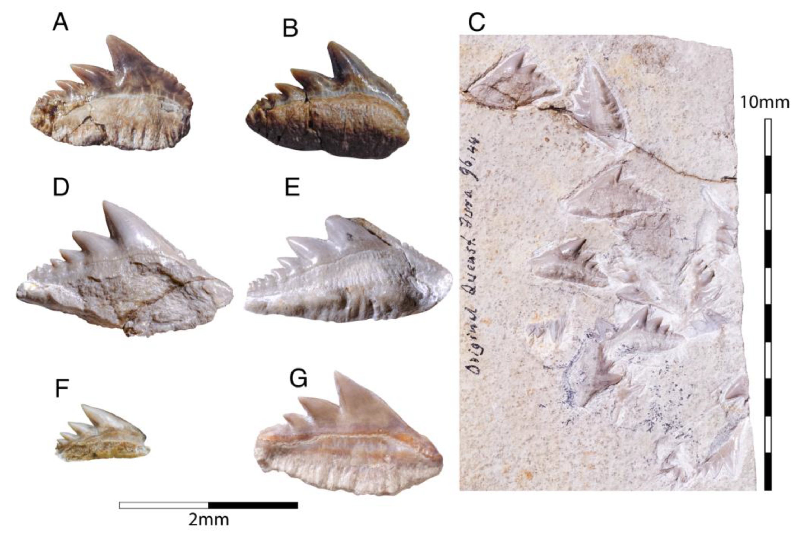 Diversity 15 00386 g027