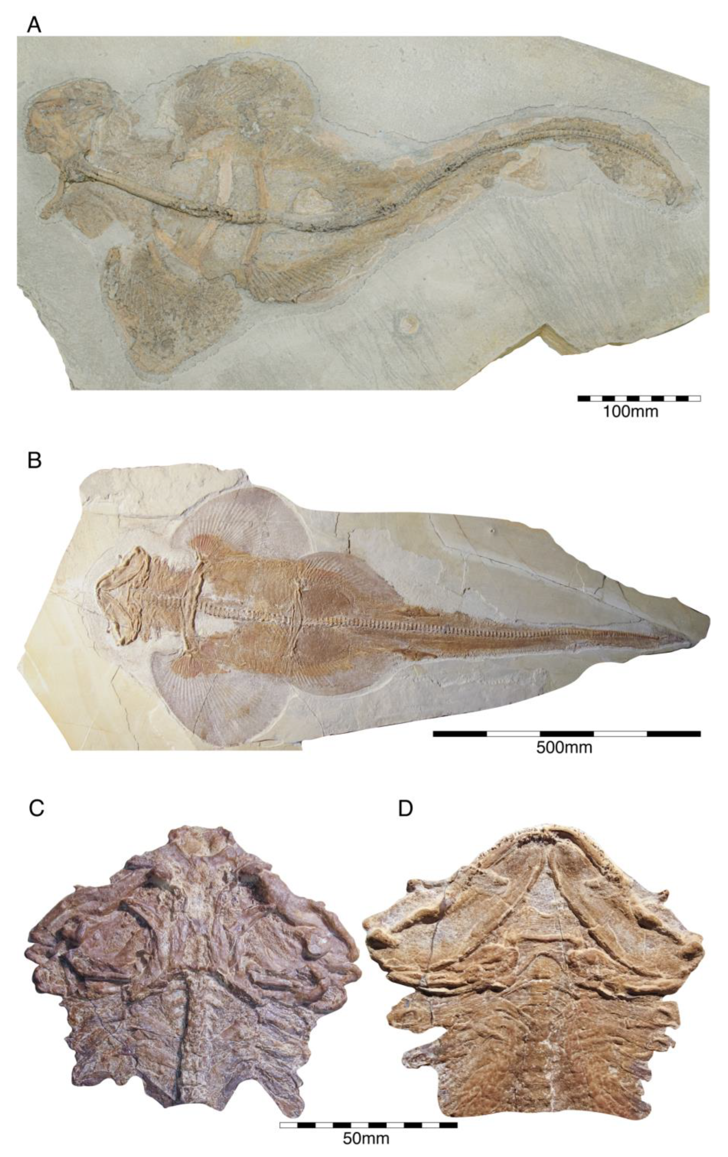 Diversity 15 00386 g029