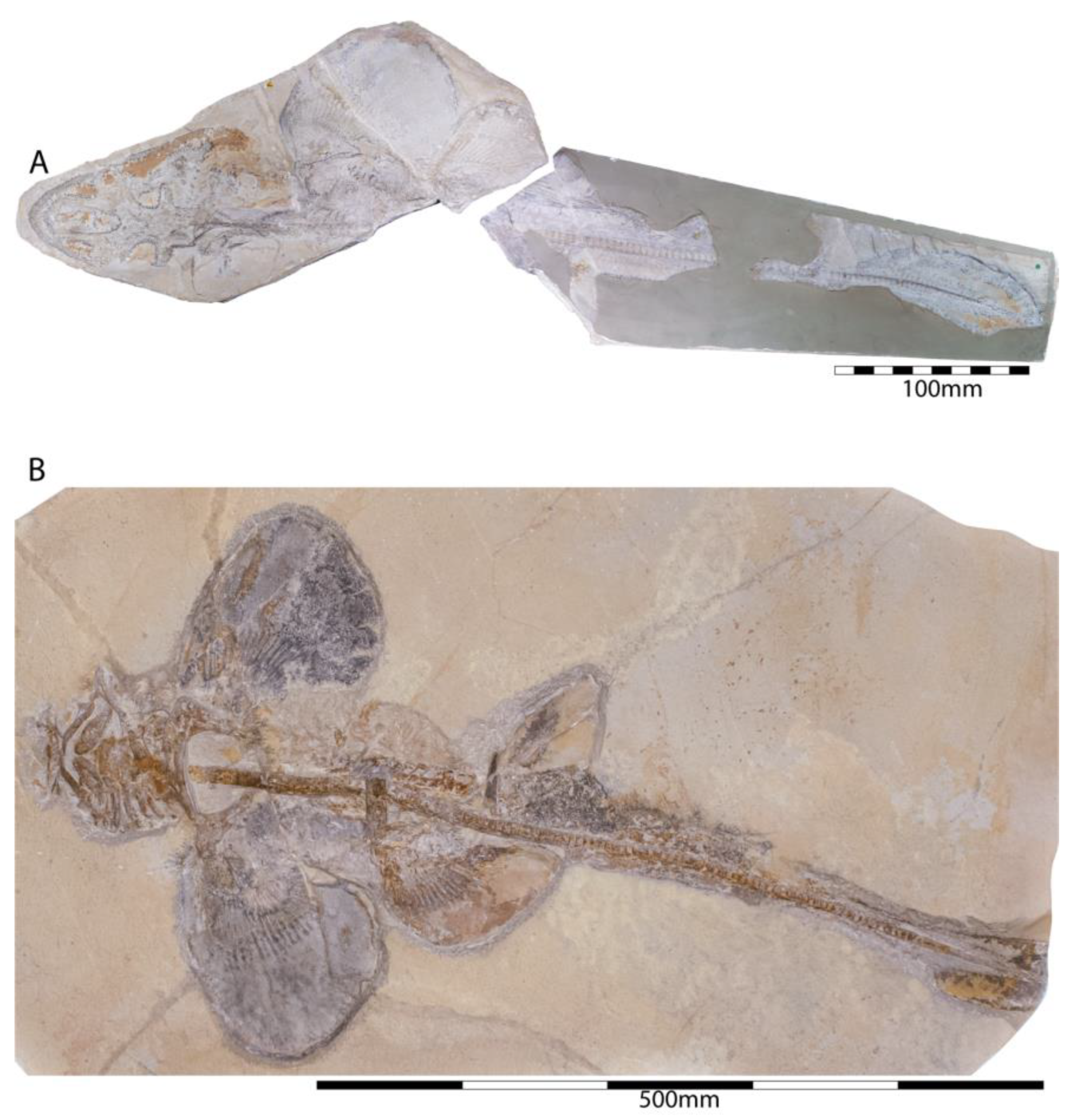 Diversity 15 00386 g030