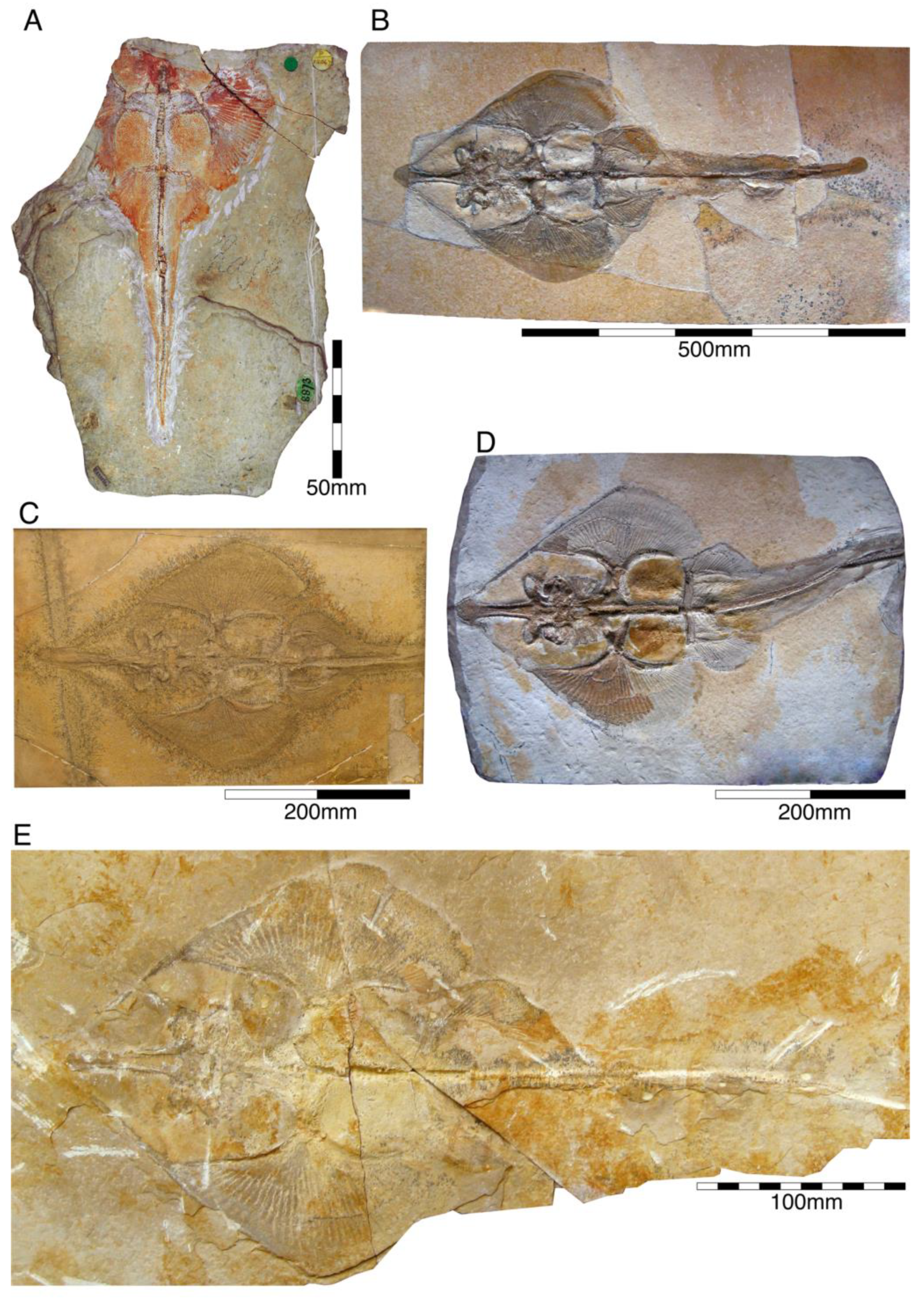 Diversity 15 00386 g031