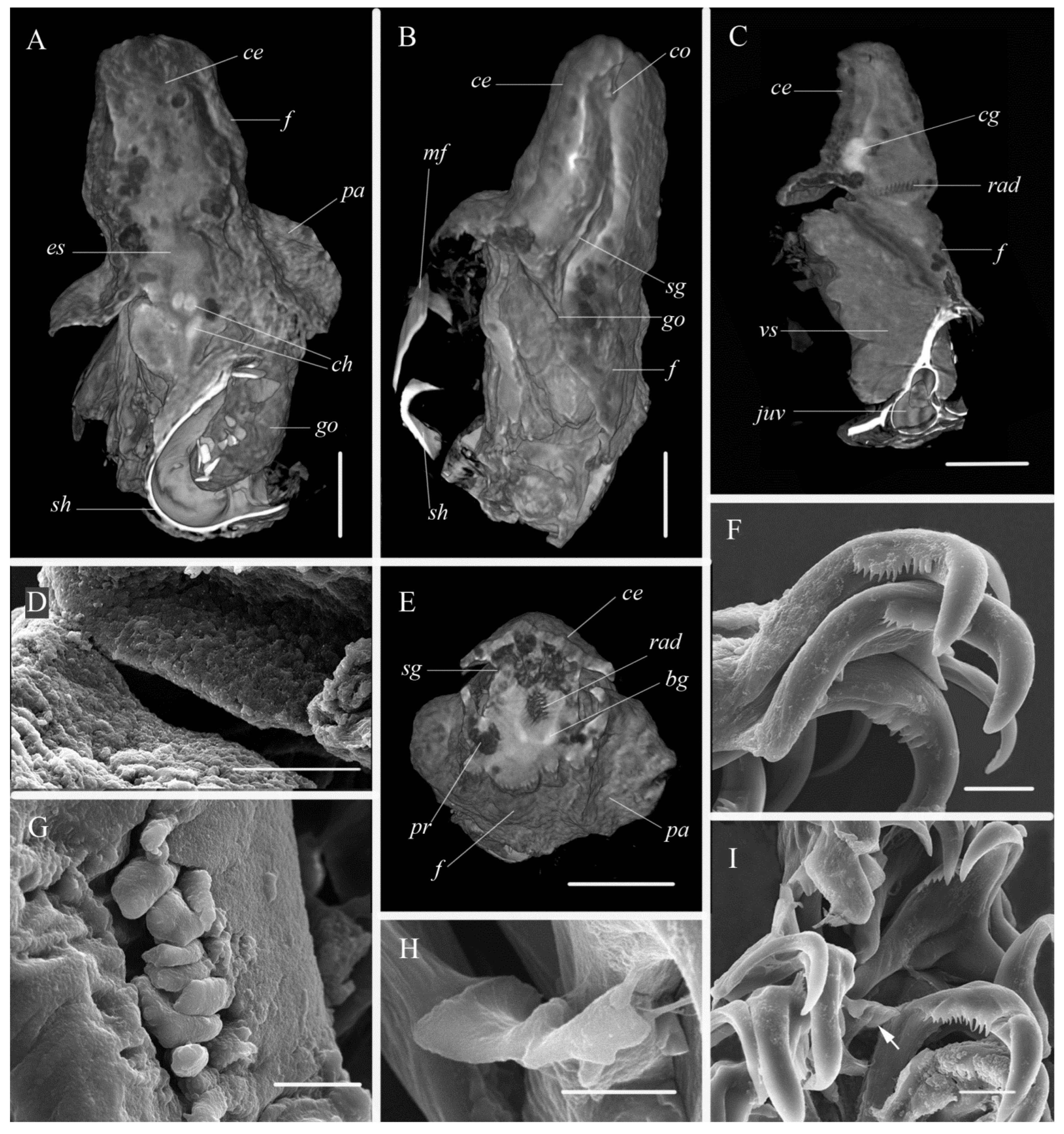 Diversity 15 00395 g004 Diversity 15 00395 g004