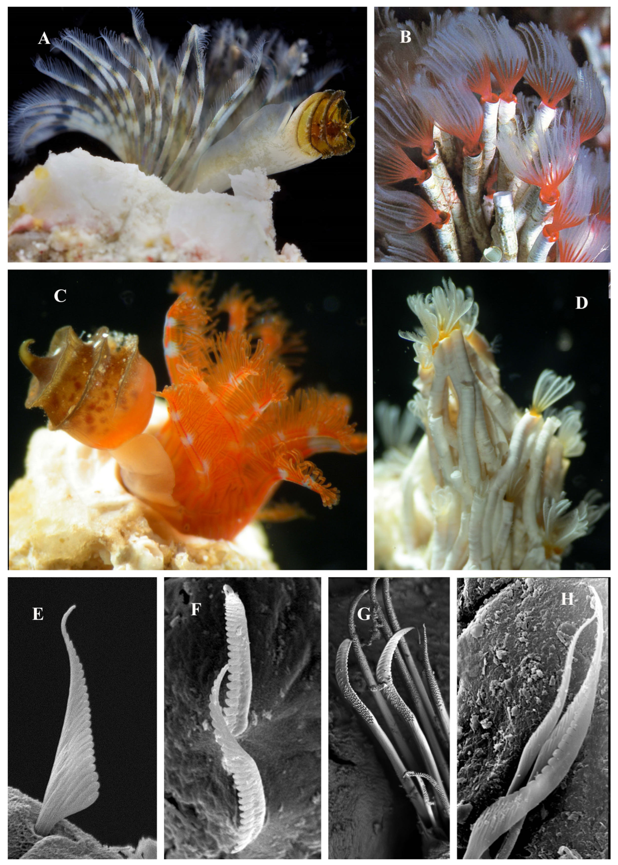 Diversity 15 00398 g006 Diversity 15 00398 g006