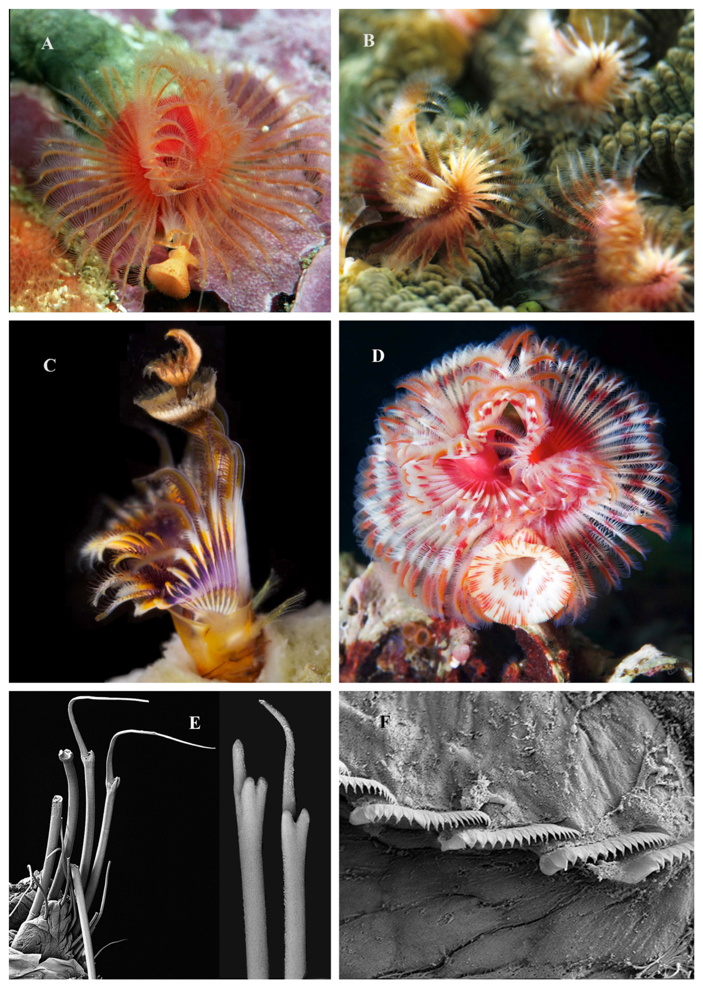 Diversity 15 00398 g007 Diversity 15 00398 g007