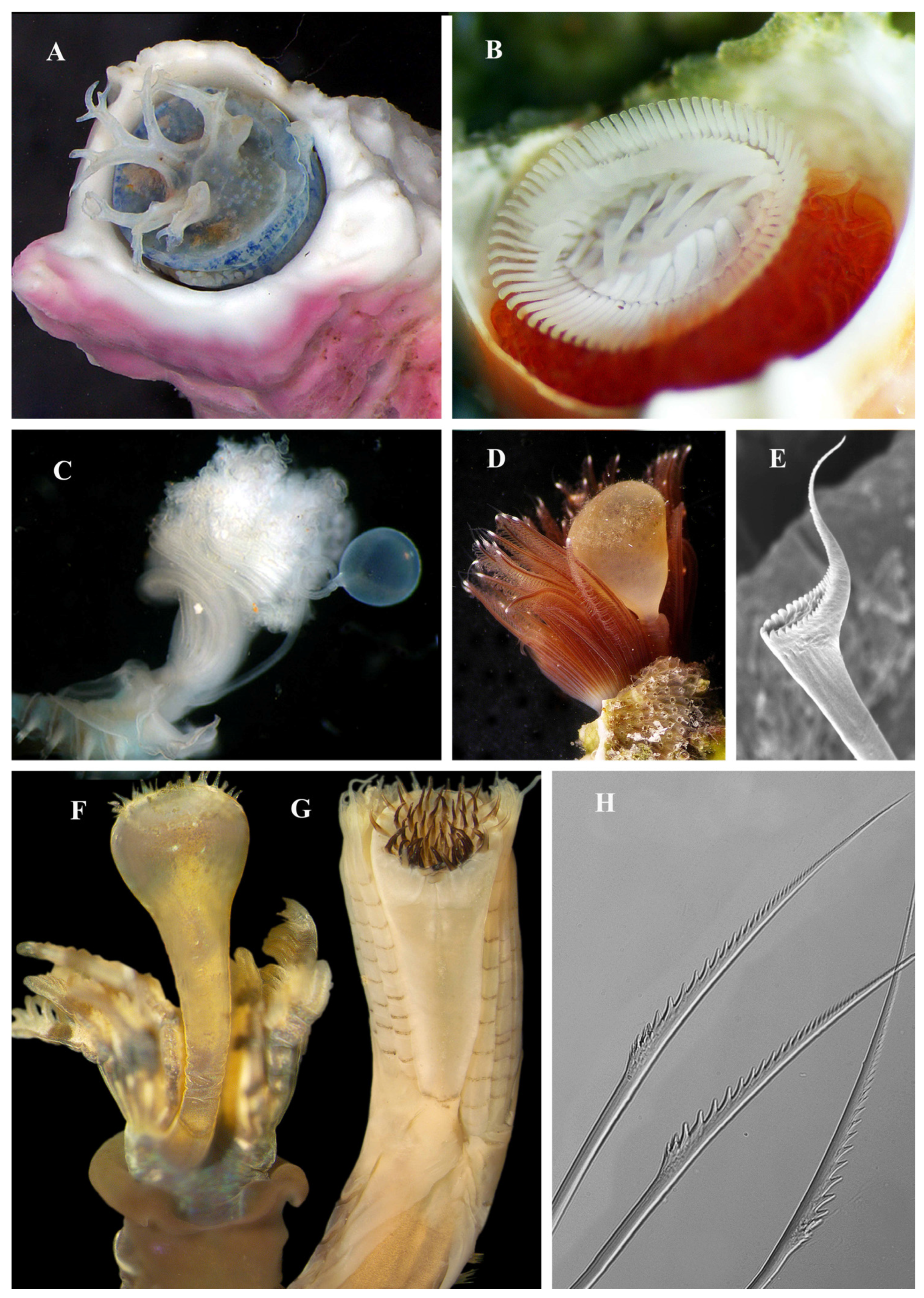 Diversity 15 00398 g008 Diversity 15 00398 g008