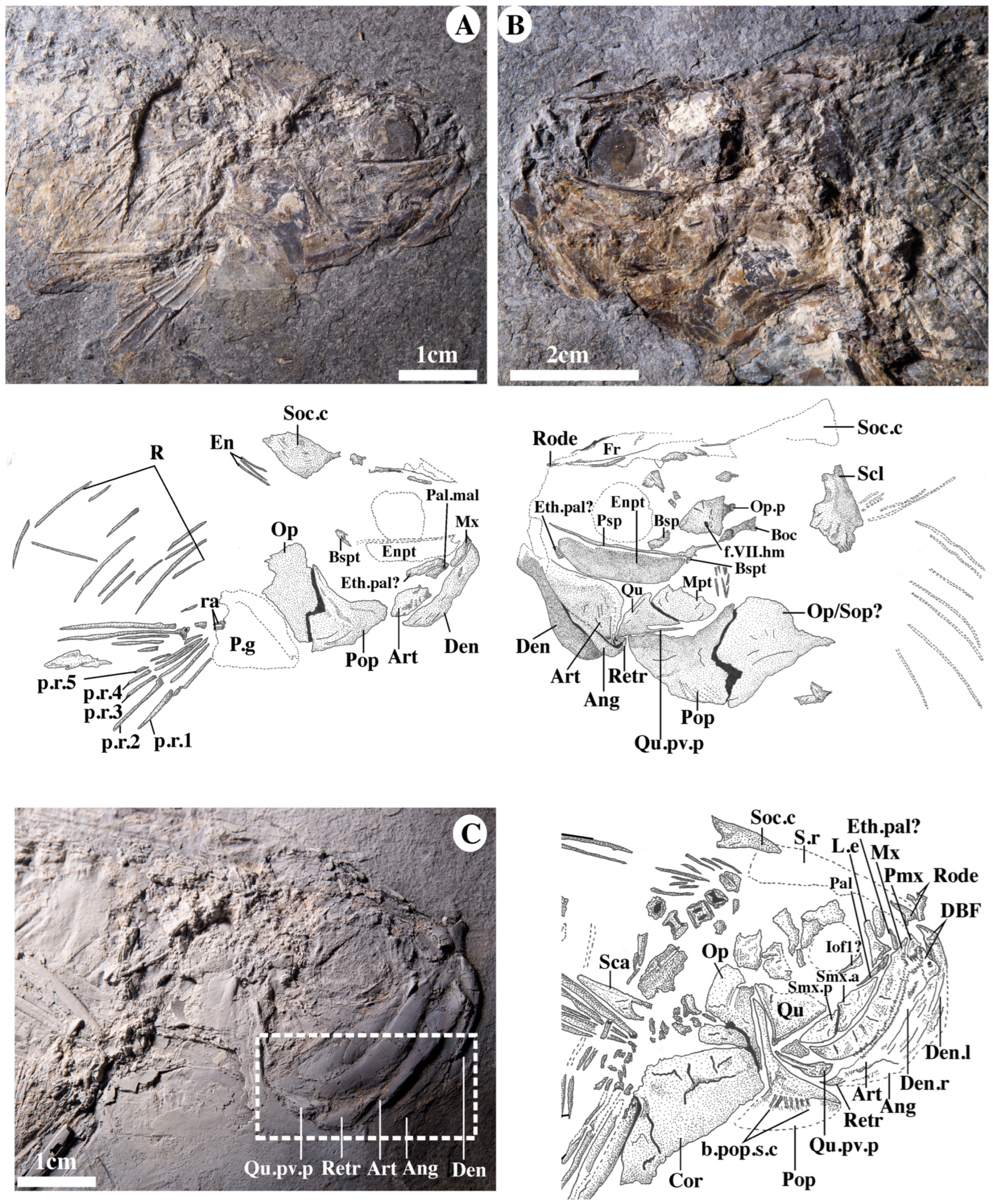 Diversity 15 00413 g006