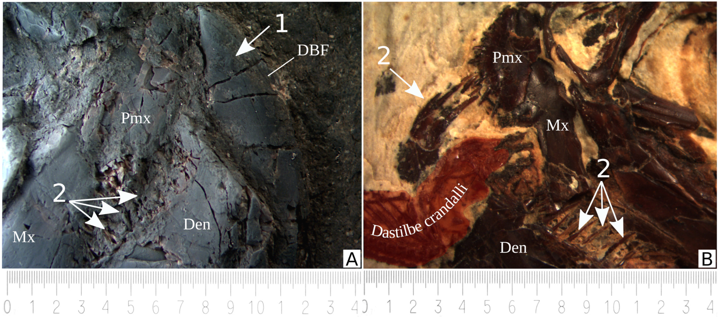 Diversity 15 00413 g007