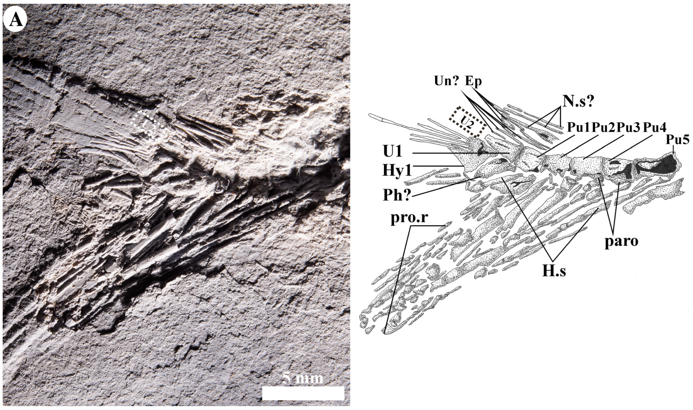 Diversity 15 00413 g008a