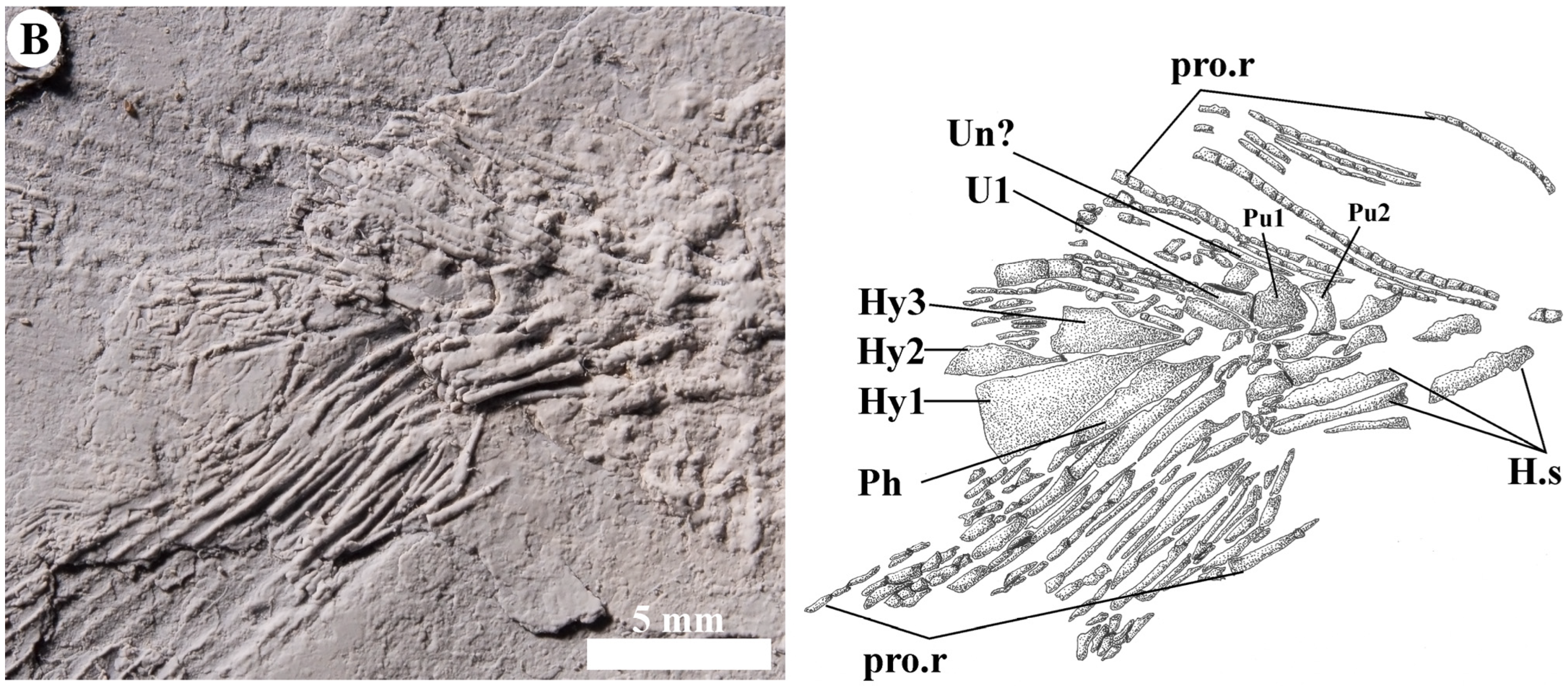 Diversity 15 00413 g008b
