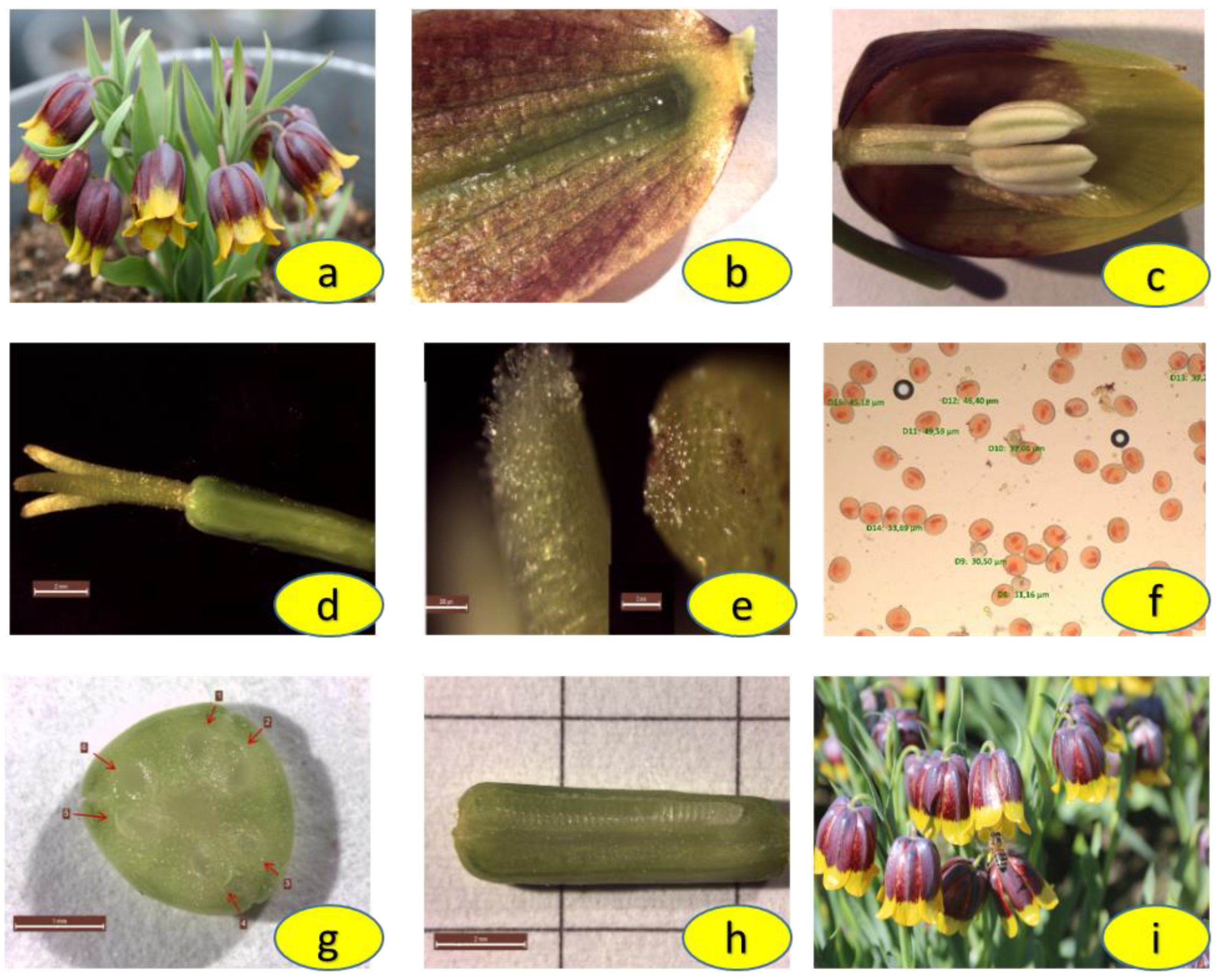 Diversity 15 00414 g002 Diversity 15 00414 g002