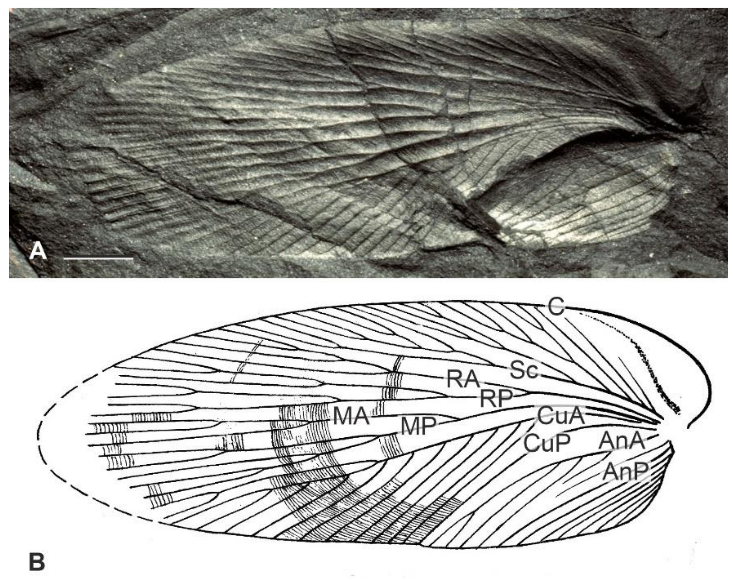 Diversity 15 00429 g003