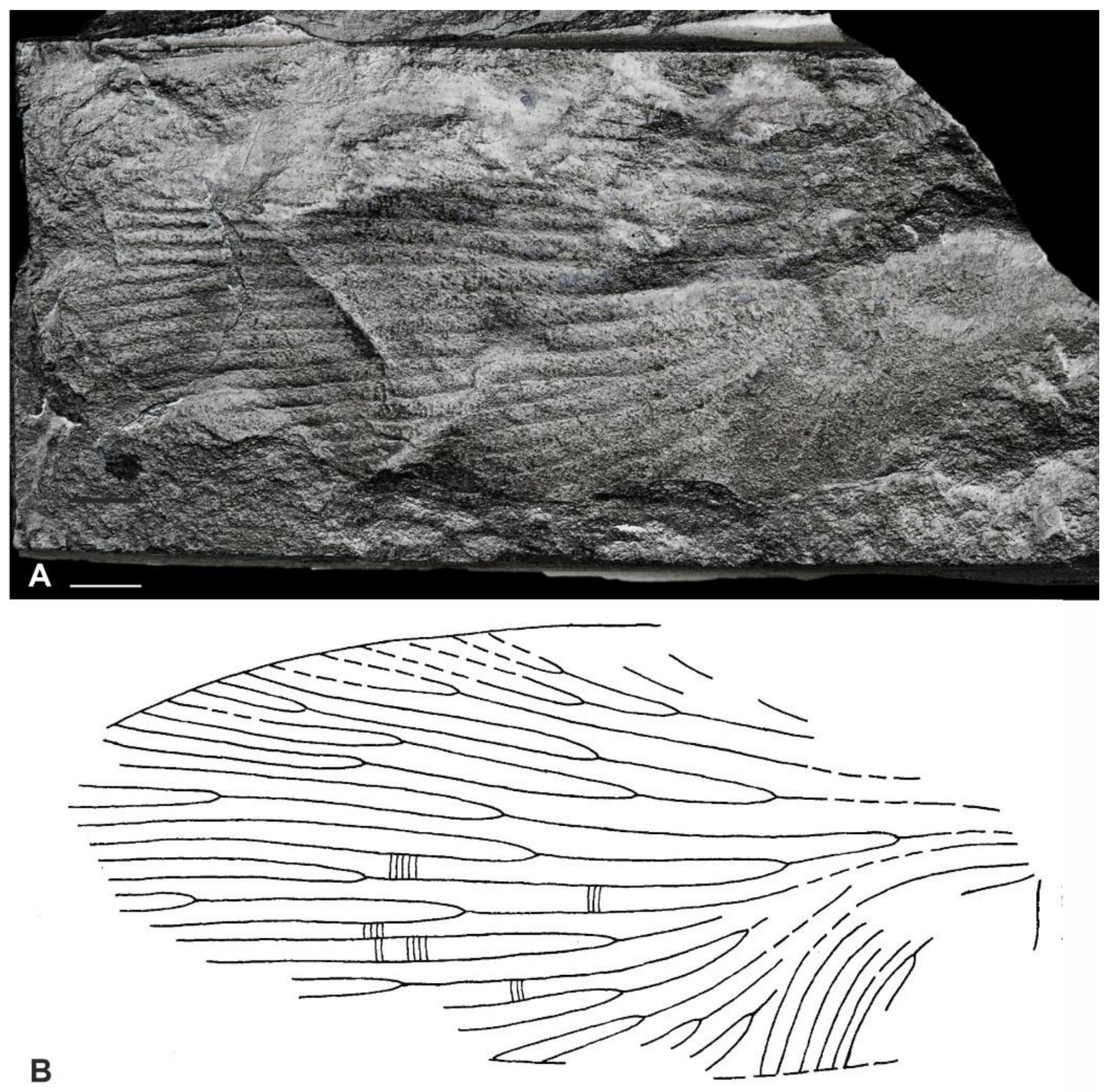 Diversity 15 00429 g005