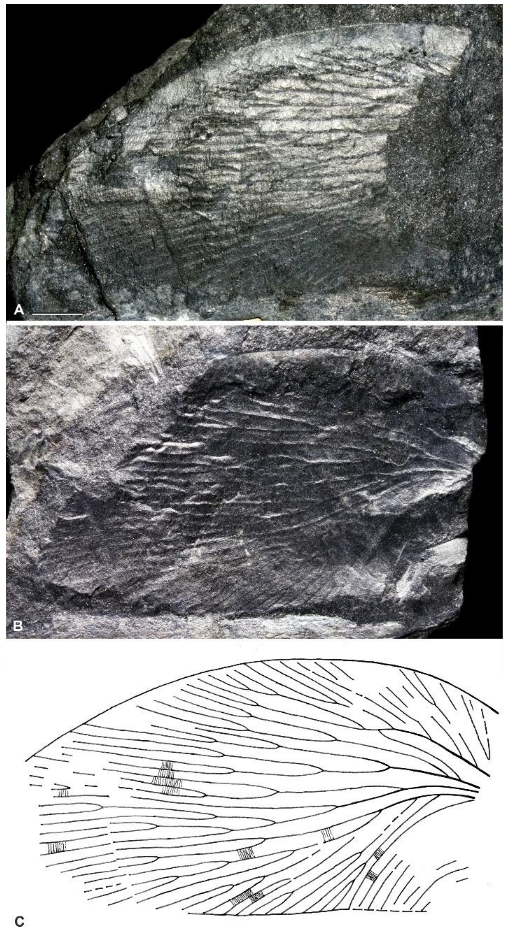 Diversity 15 00429 g007