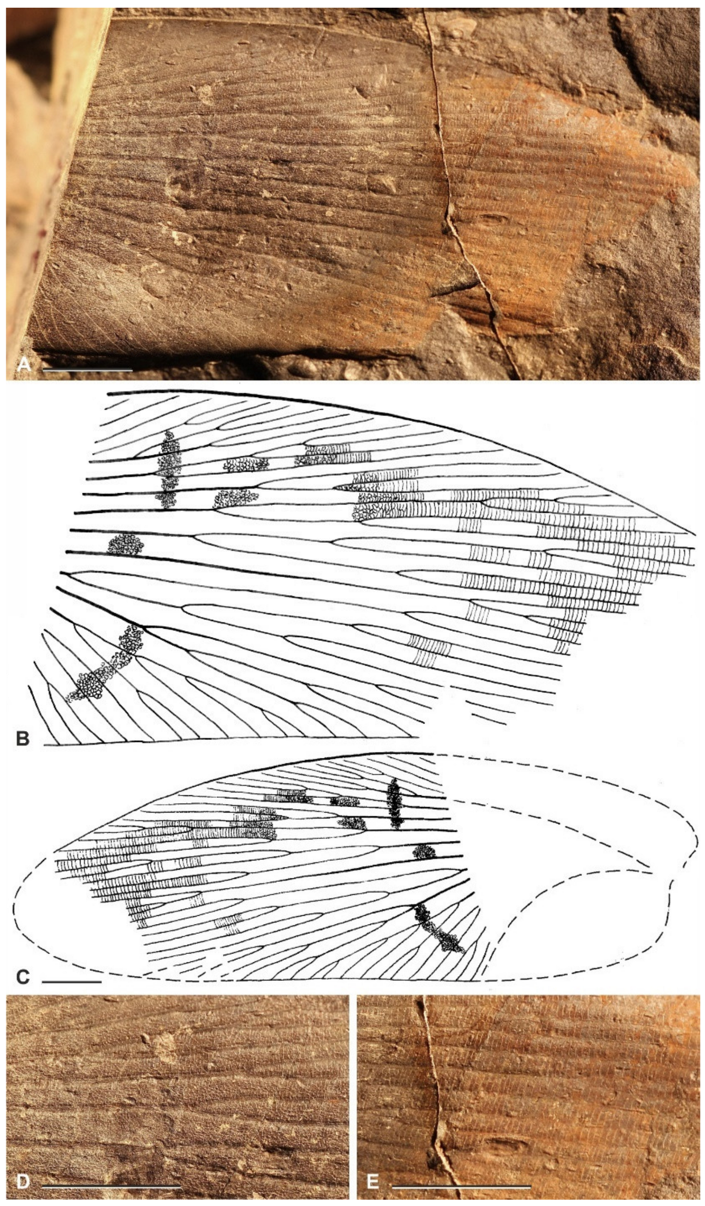 Diversity 15 00429 g012