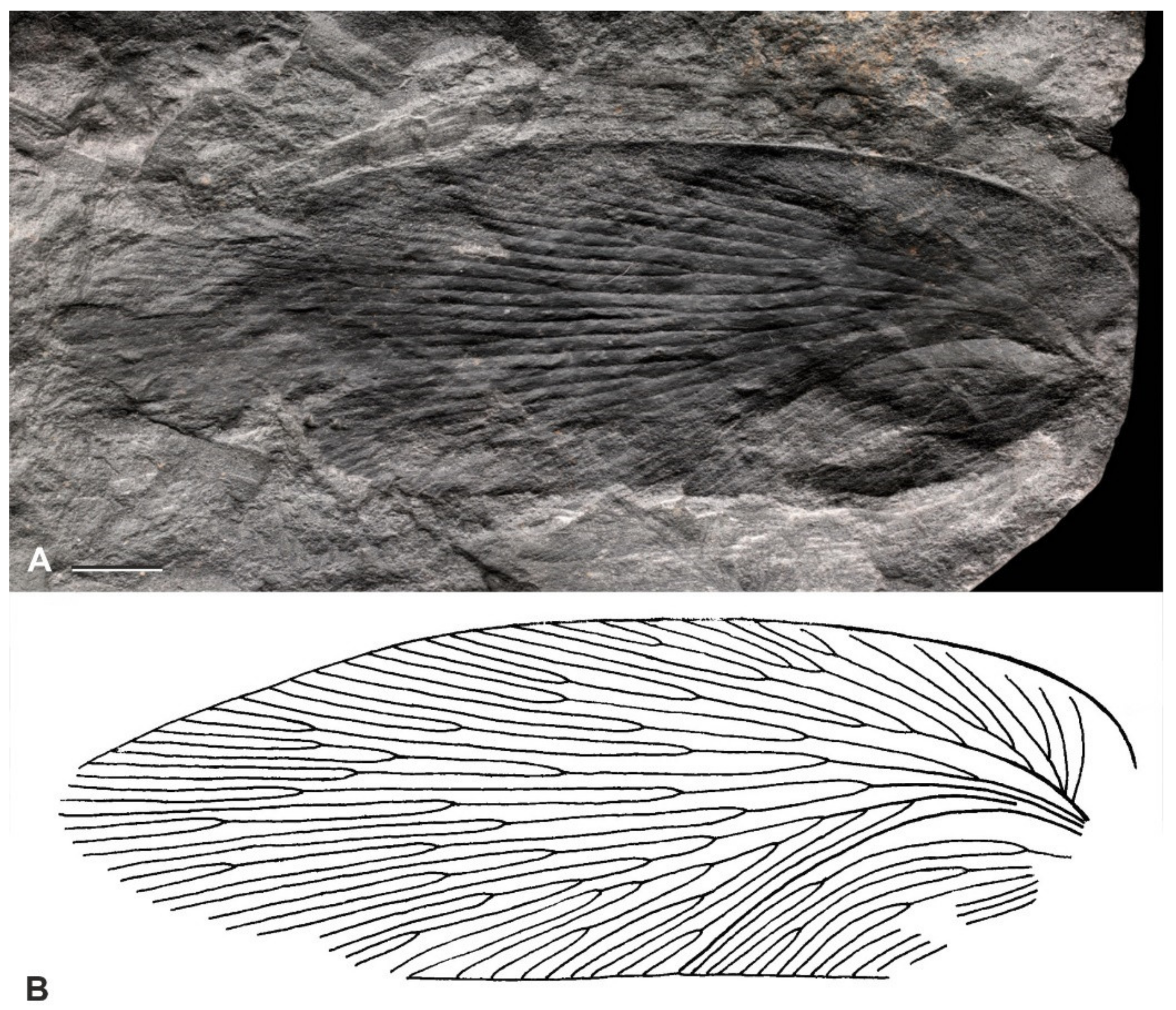 Diversity 15 00429 g013