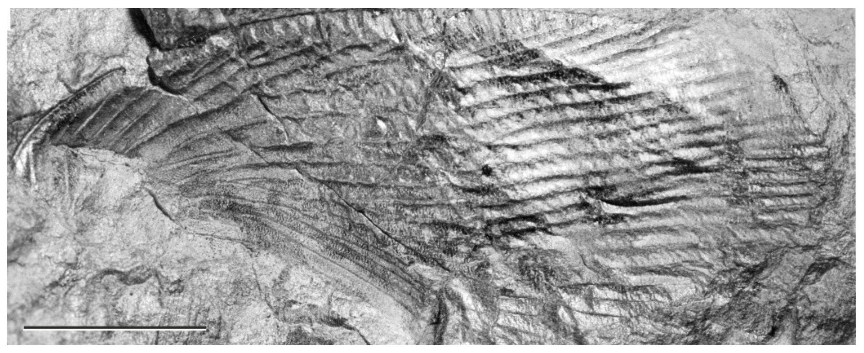 Diversity 15 00429 g015