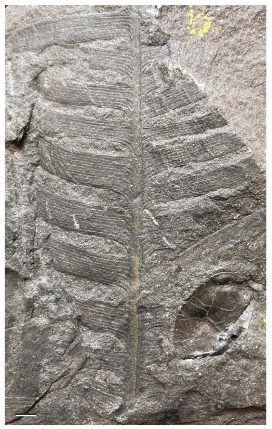 Diversity 15 00429 g018