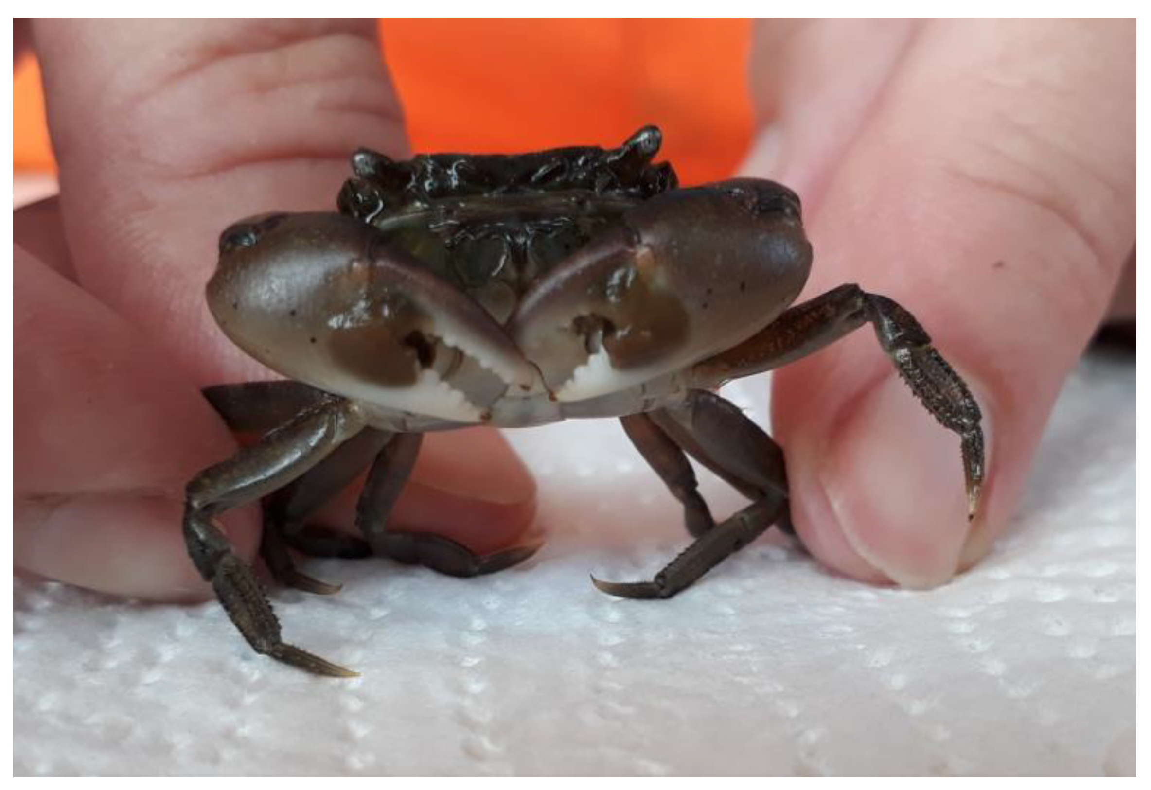 Diversity 15 00434 g014