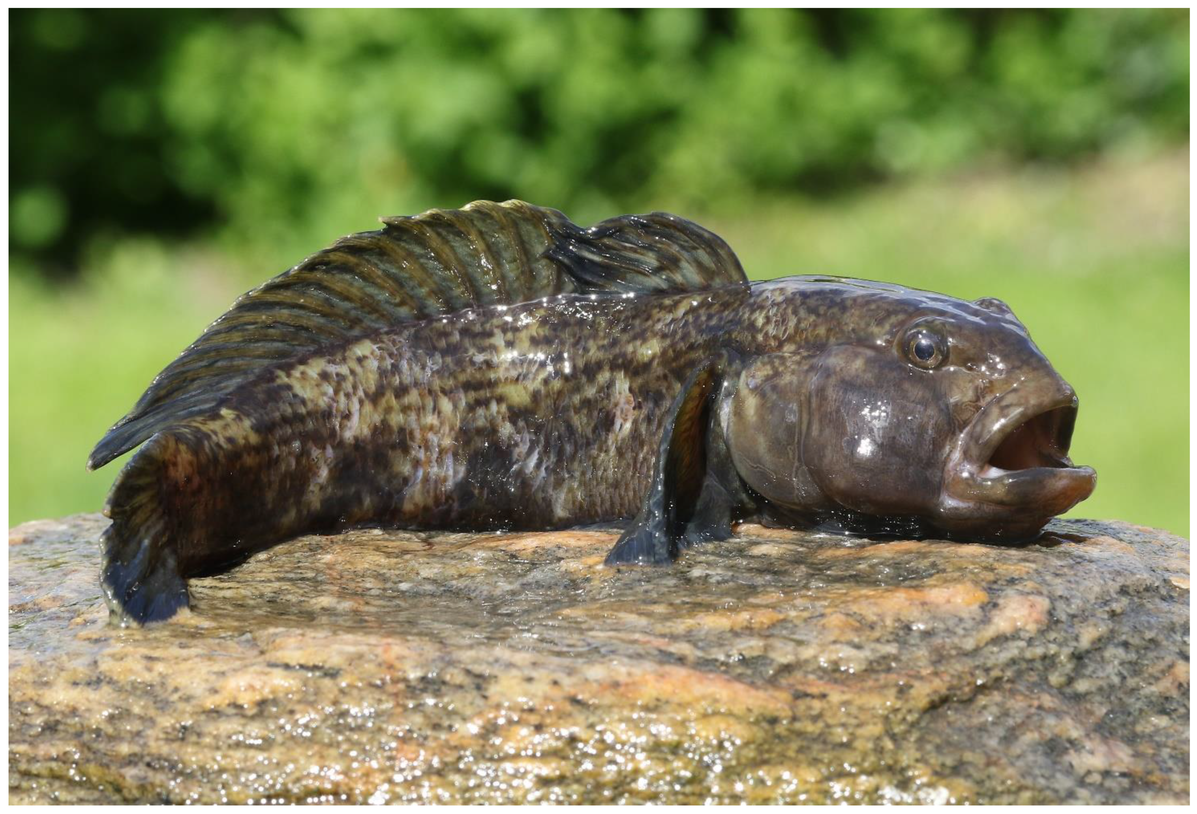 Diversity 15 00434 g021