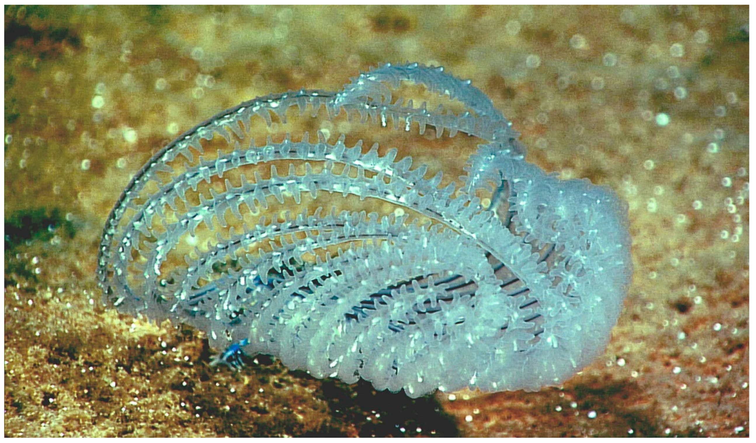 Diversity 15 00436 g001 Diversity 15 00436 g001