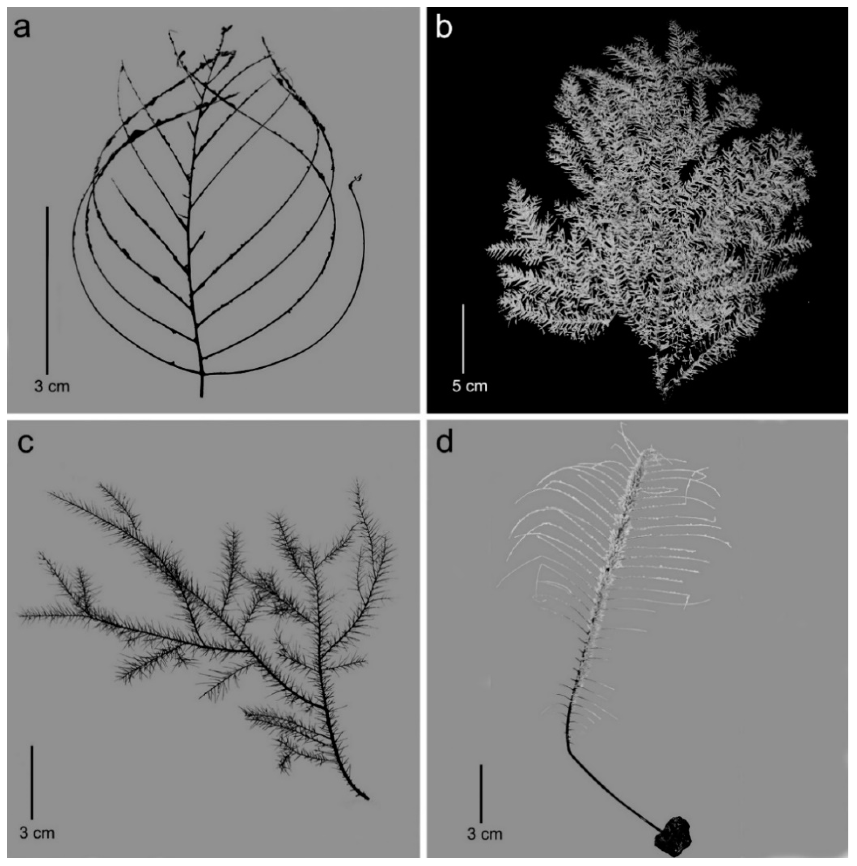Diversity 15 00436 g002 Diversity 15 00436 g002