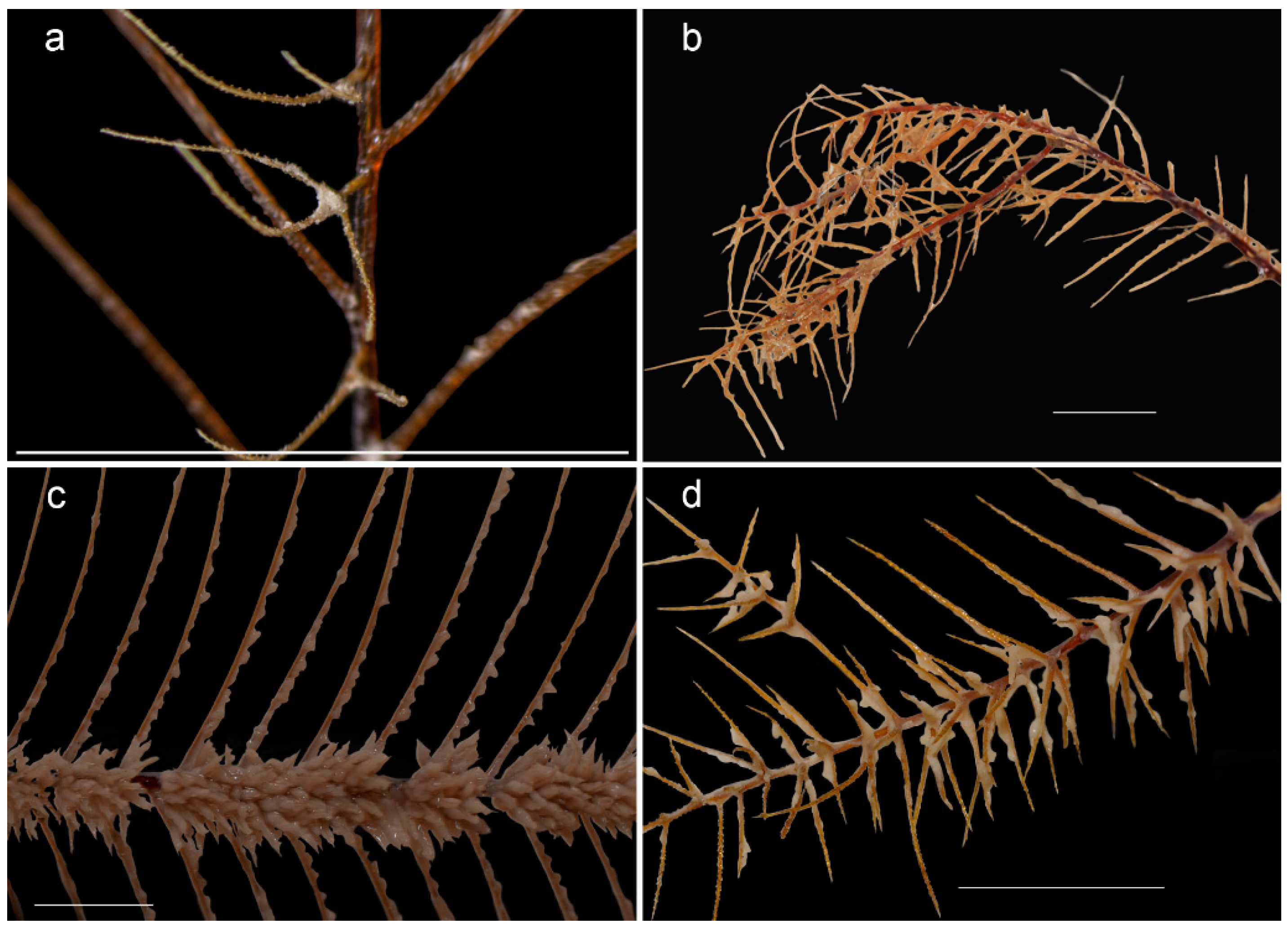 Diversity 15 00436 g003 Diversity 15 00436 g003