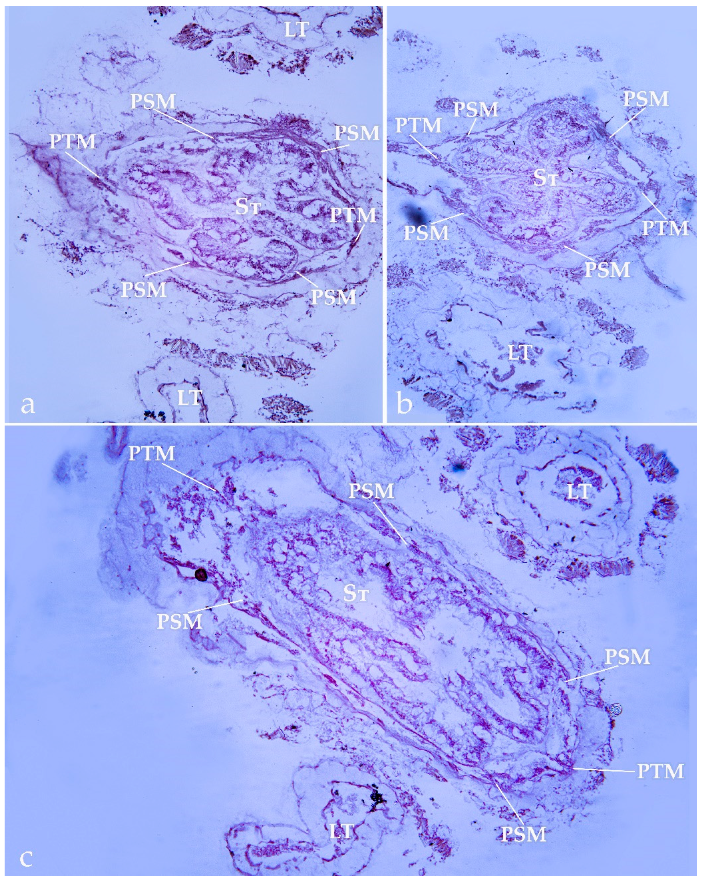 Diversity 15 00436 g005 Diversity 15 00436 g005