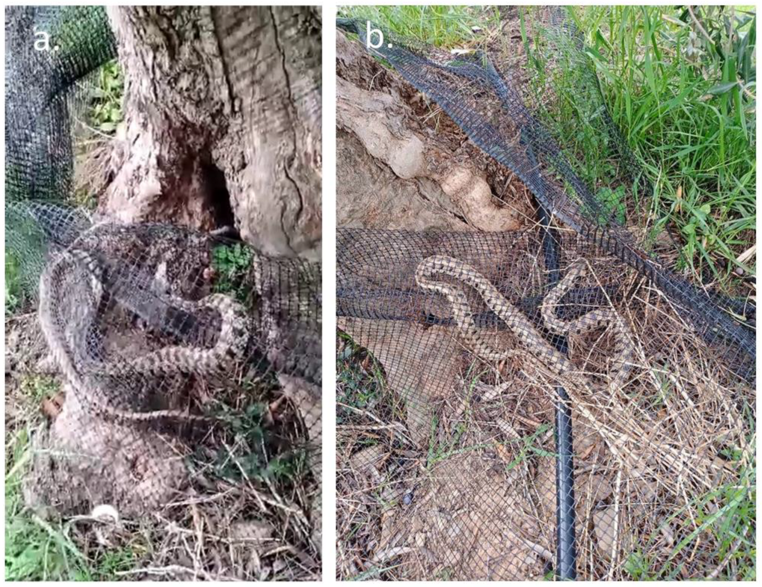 Diversity 15 00452 g004