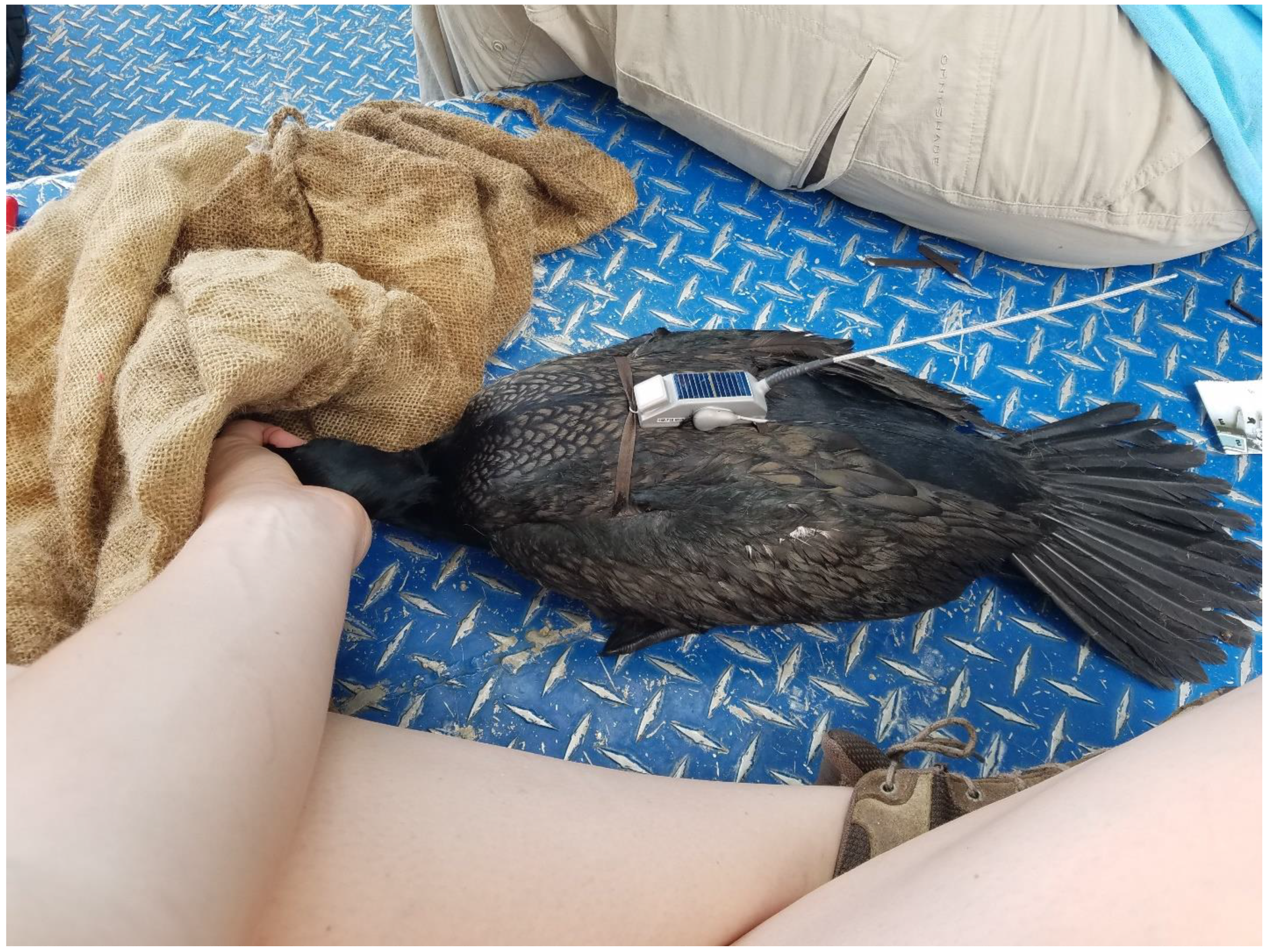 Diversity 15 00453 g002