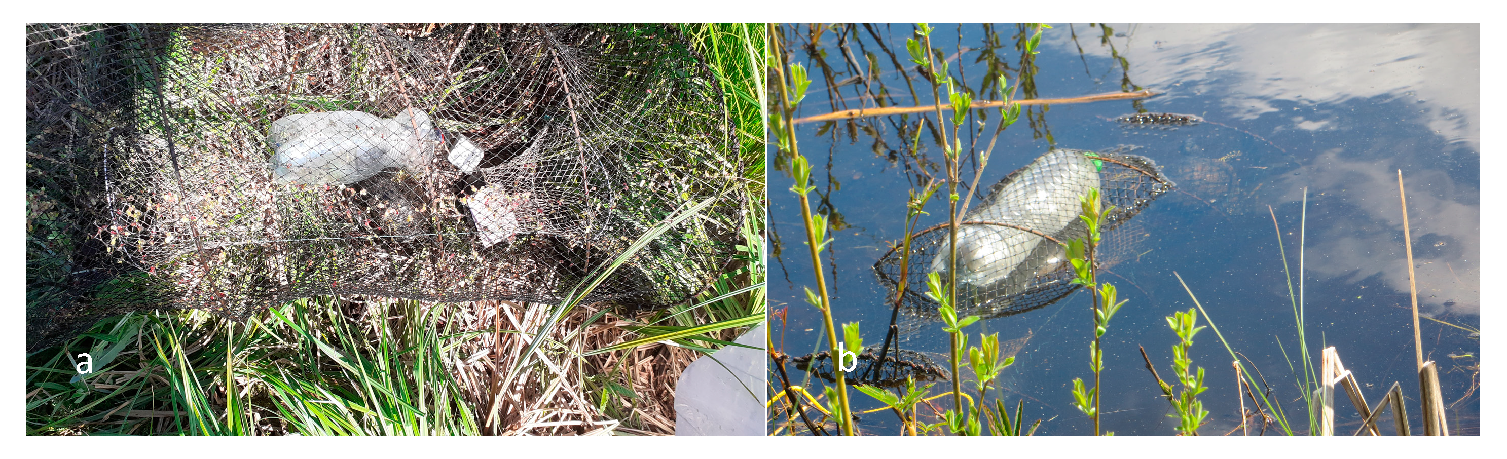 Diversity 15 00461 g002 Diversity 15 00461 g002