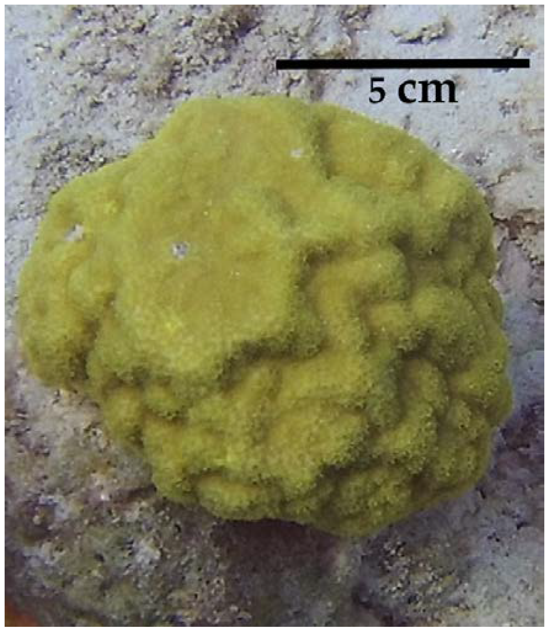 Diversity Free FullText A Review of Research on the Mustard Hill