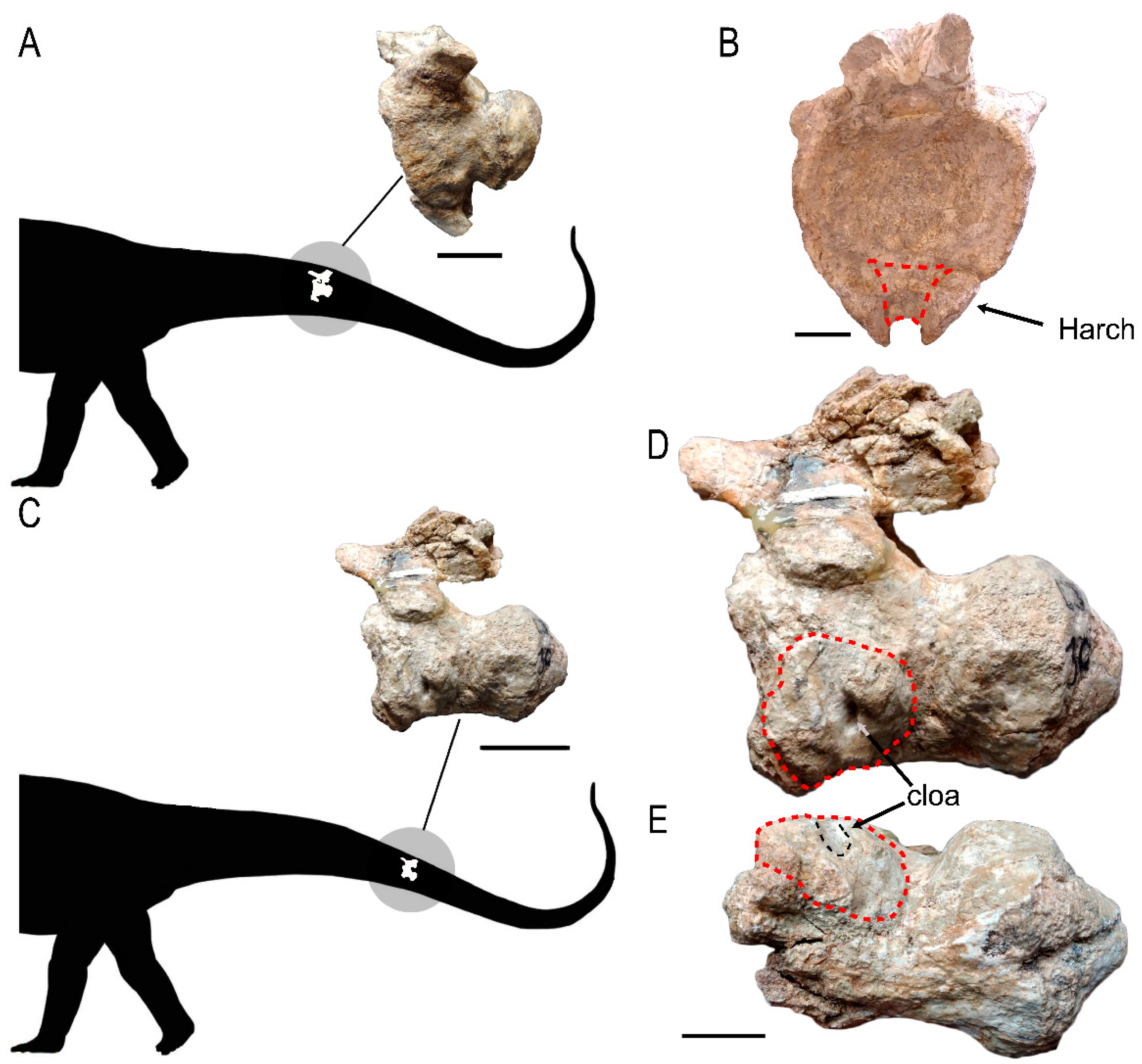Diversity 15 00464 g002