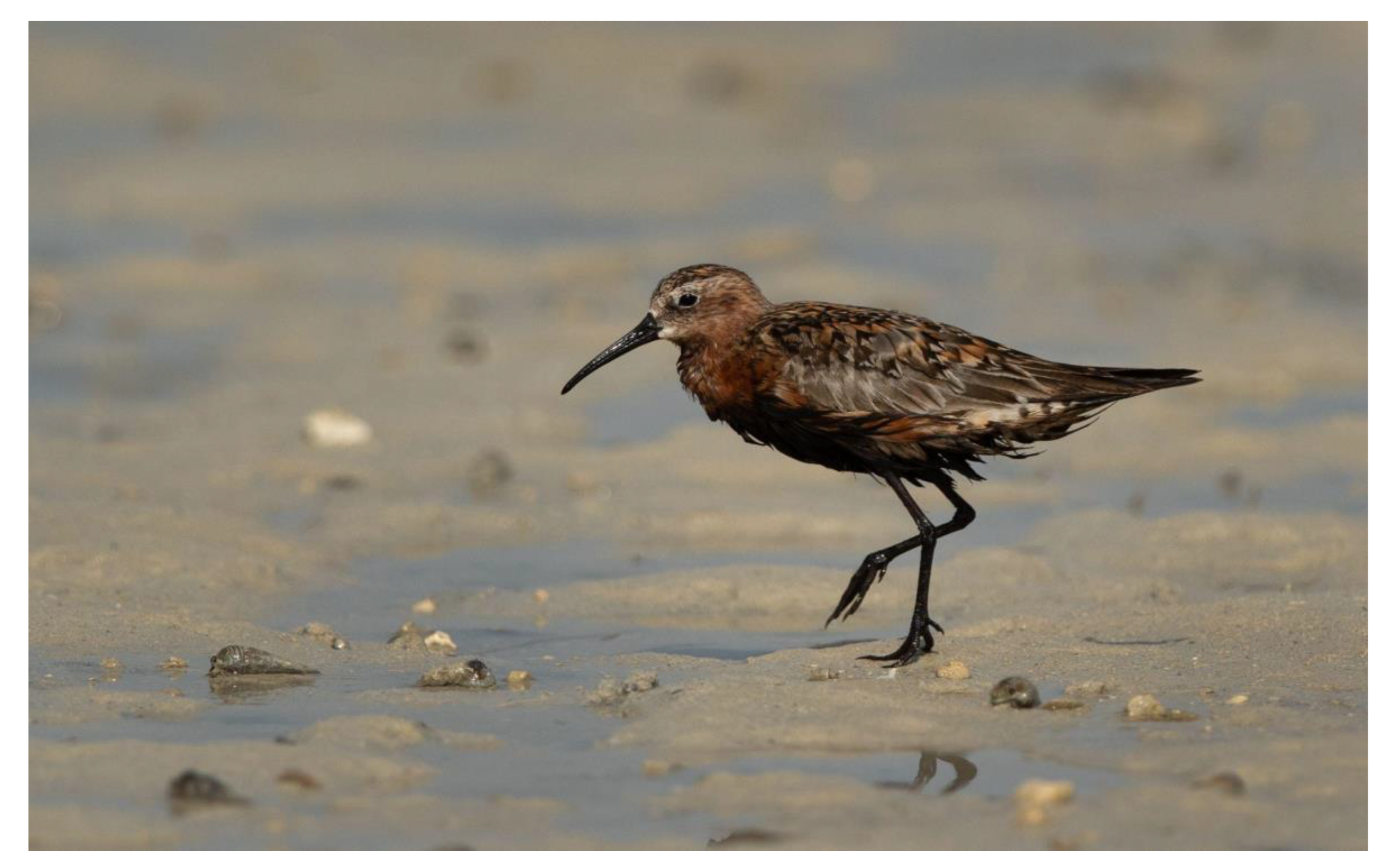 Diversity 15 00468 g002 Diversity 15 00468 g002