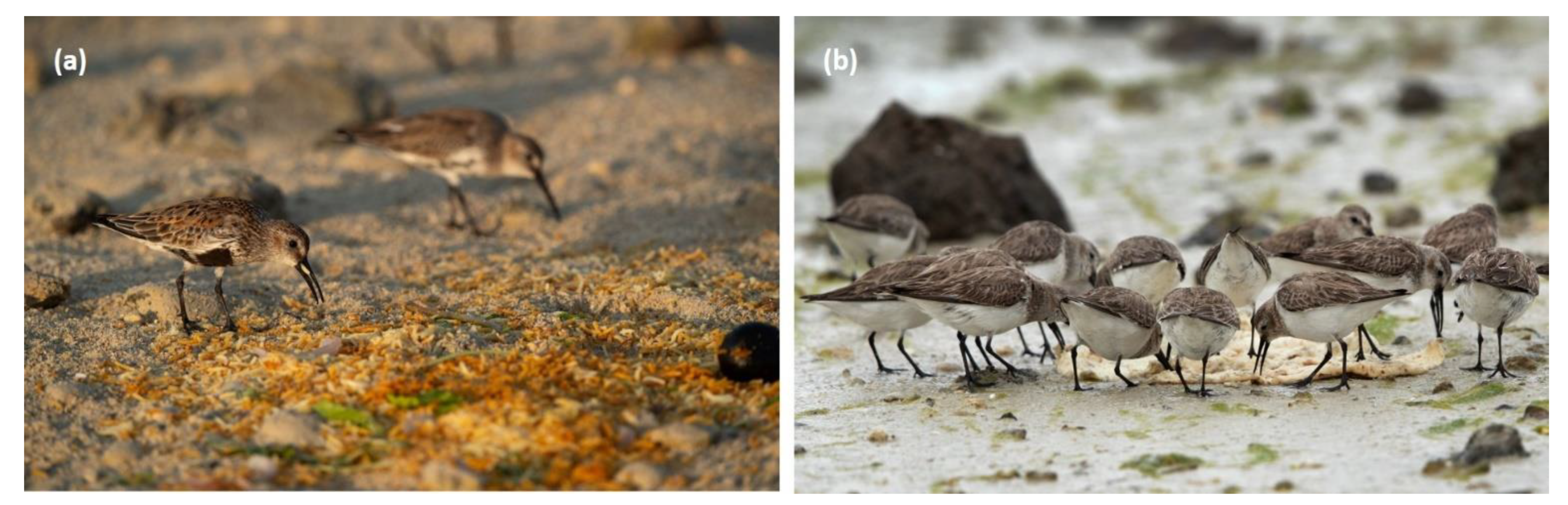 Diversity 15 00468 g006 Diversity 15 00468 g006