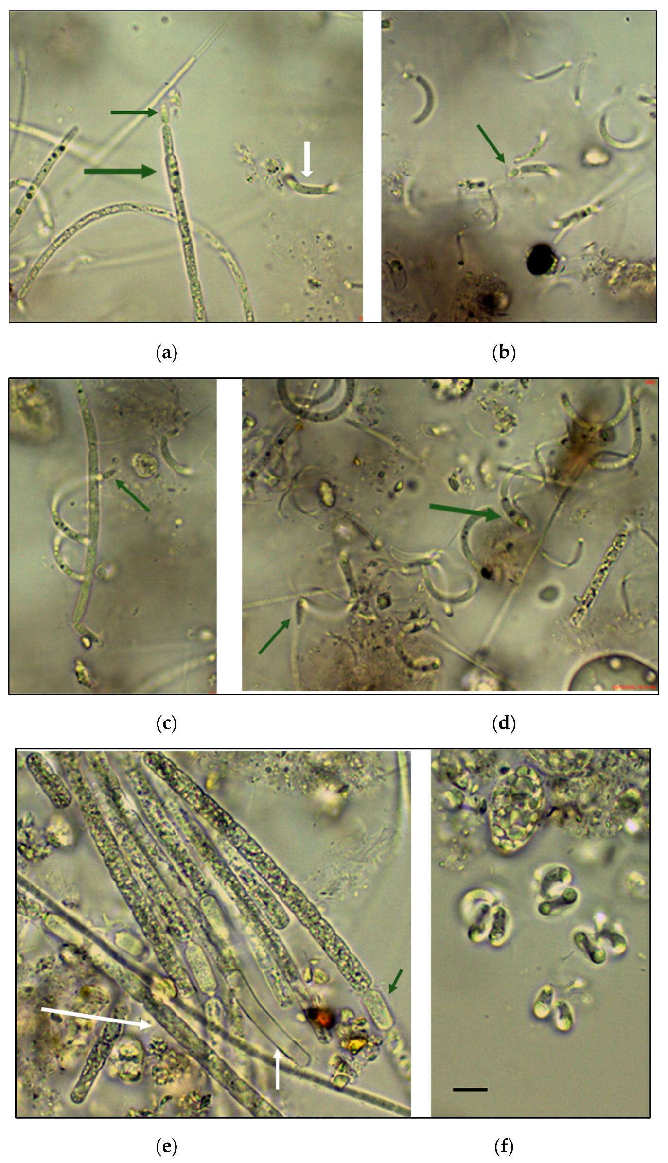 Diversity 15 00472 g005 Diversity 15 00472 g005