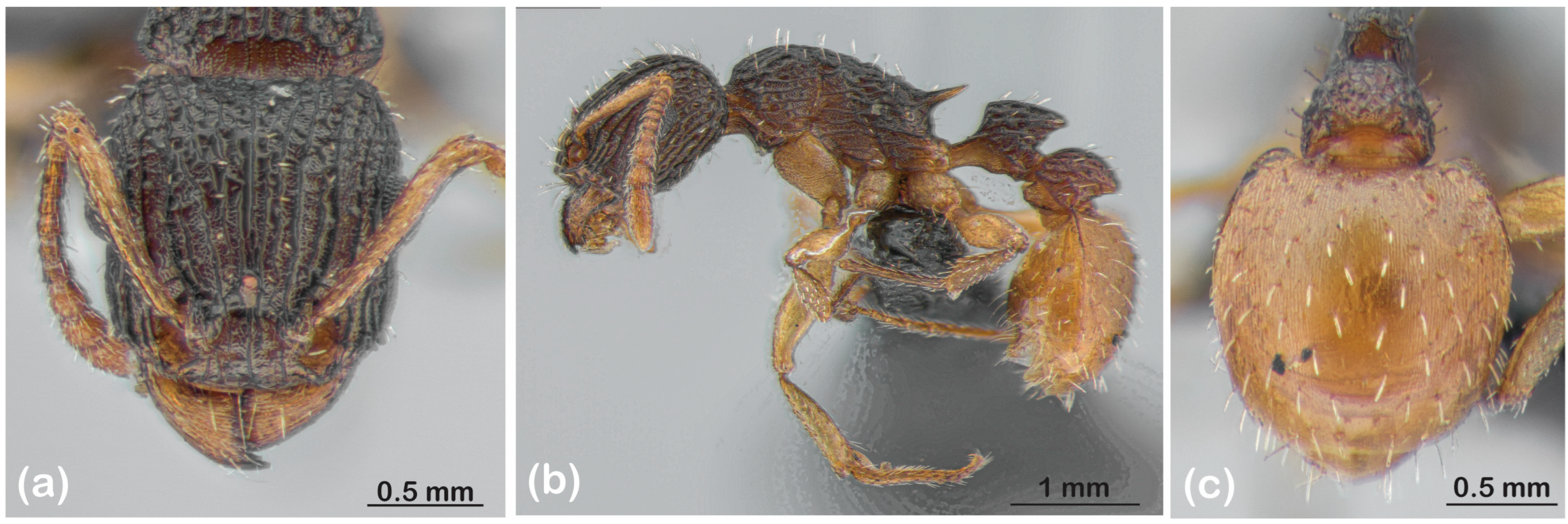 Diversity 15 00476 g001 Diversity 15 00476 g001