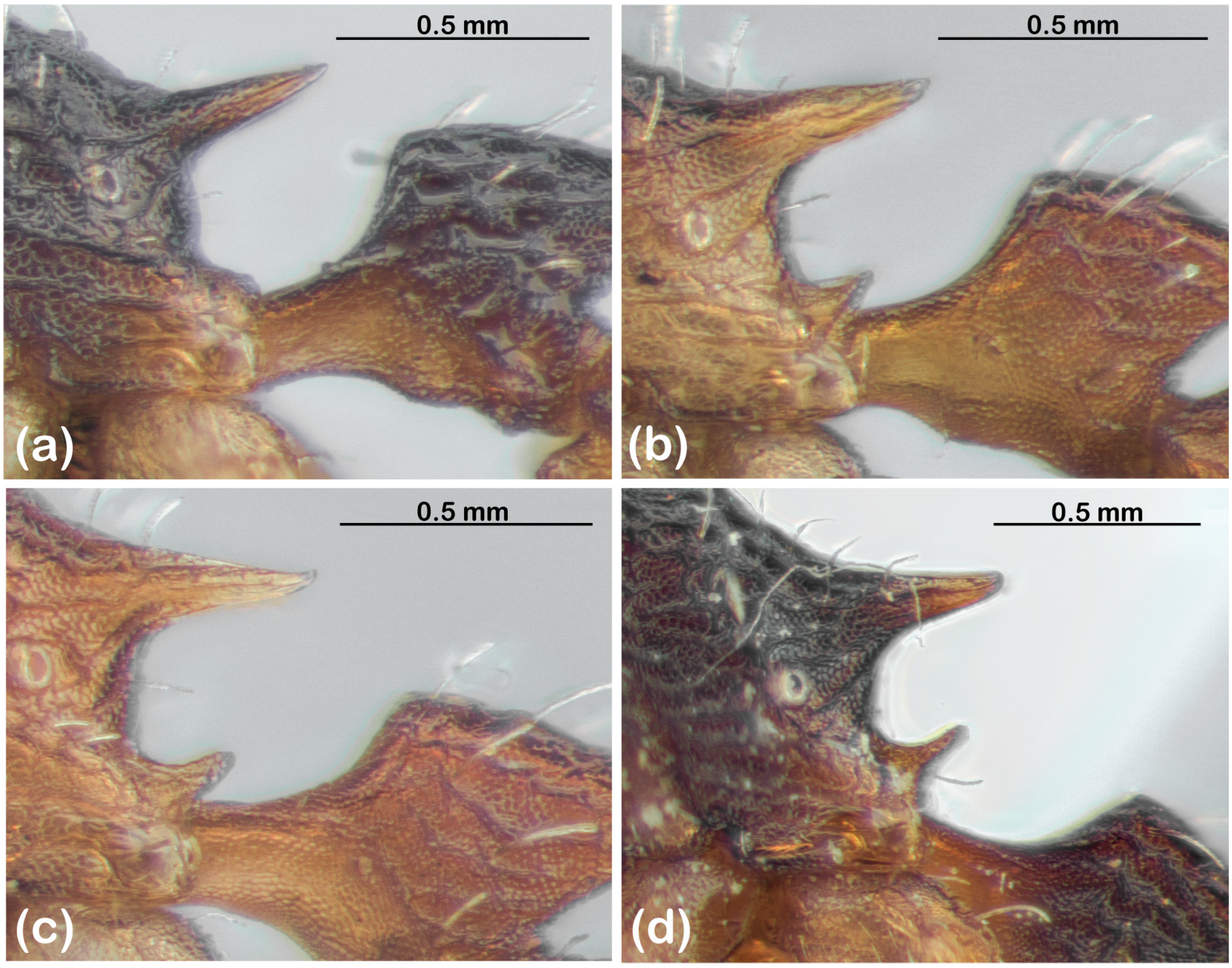 Diversity 15 00476 g002 Diversity 15 00476 g002