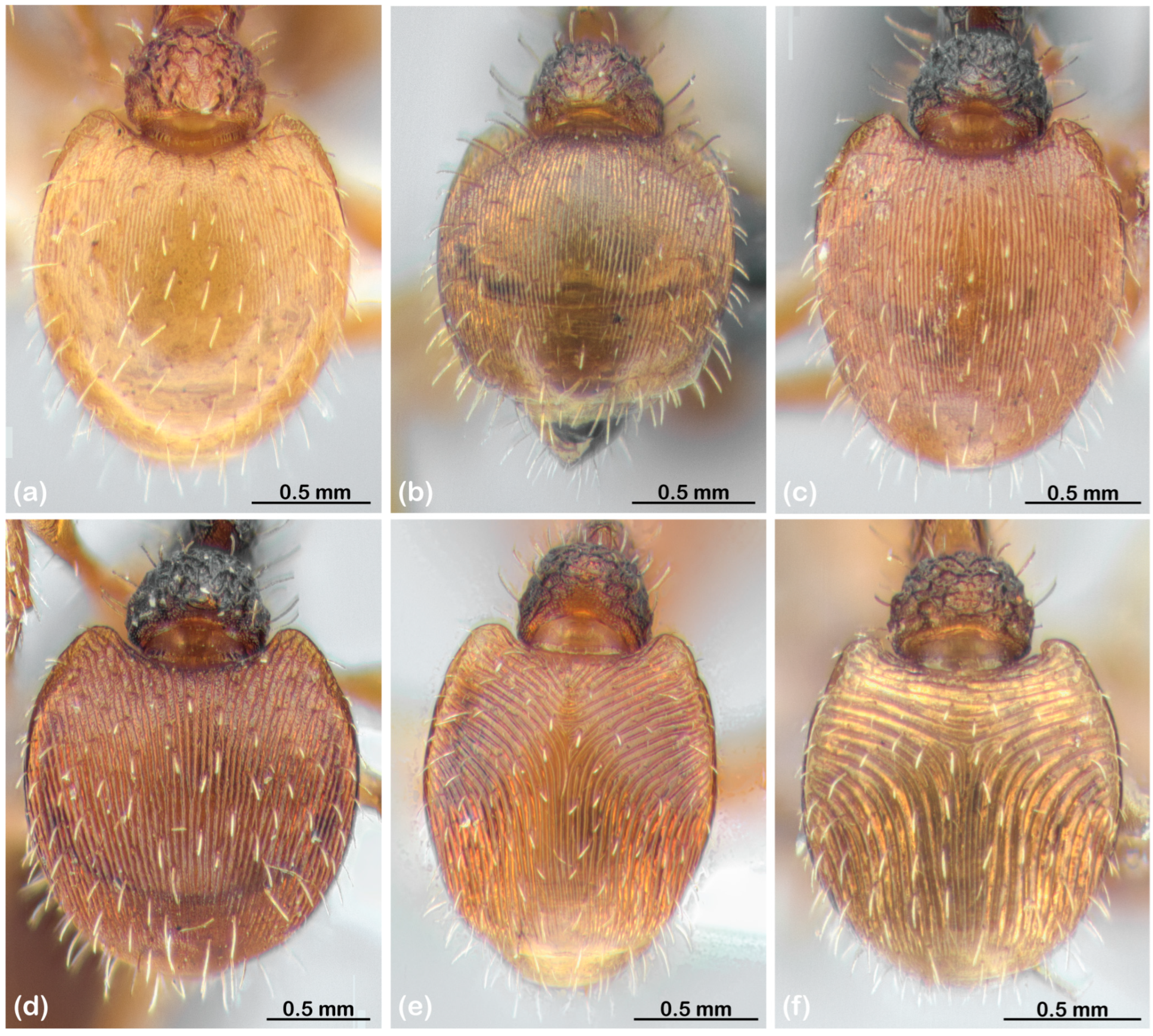 Diversity 15 00476 g003 Diversity 15 00476 g003