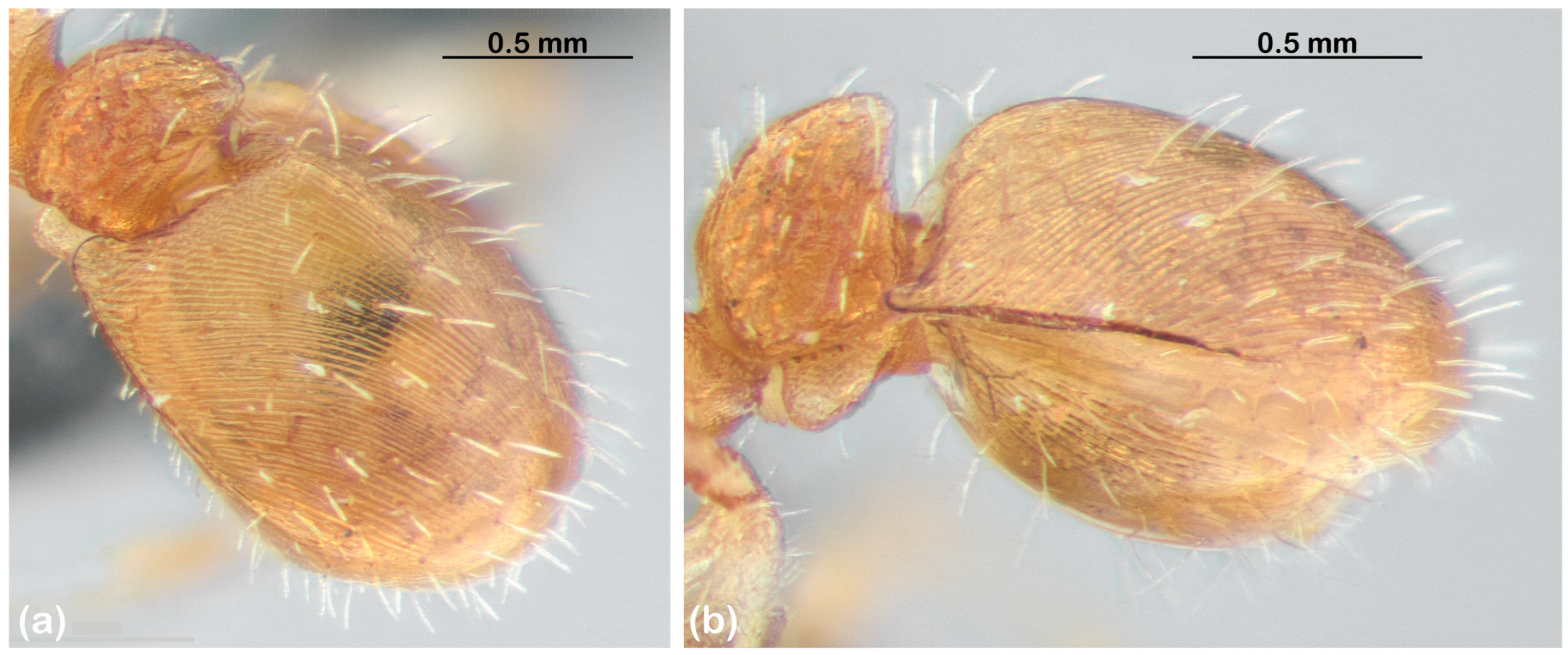 Diversity 15 00476 g004 Diversity 15 00476 g004