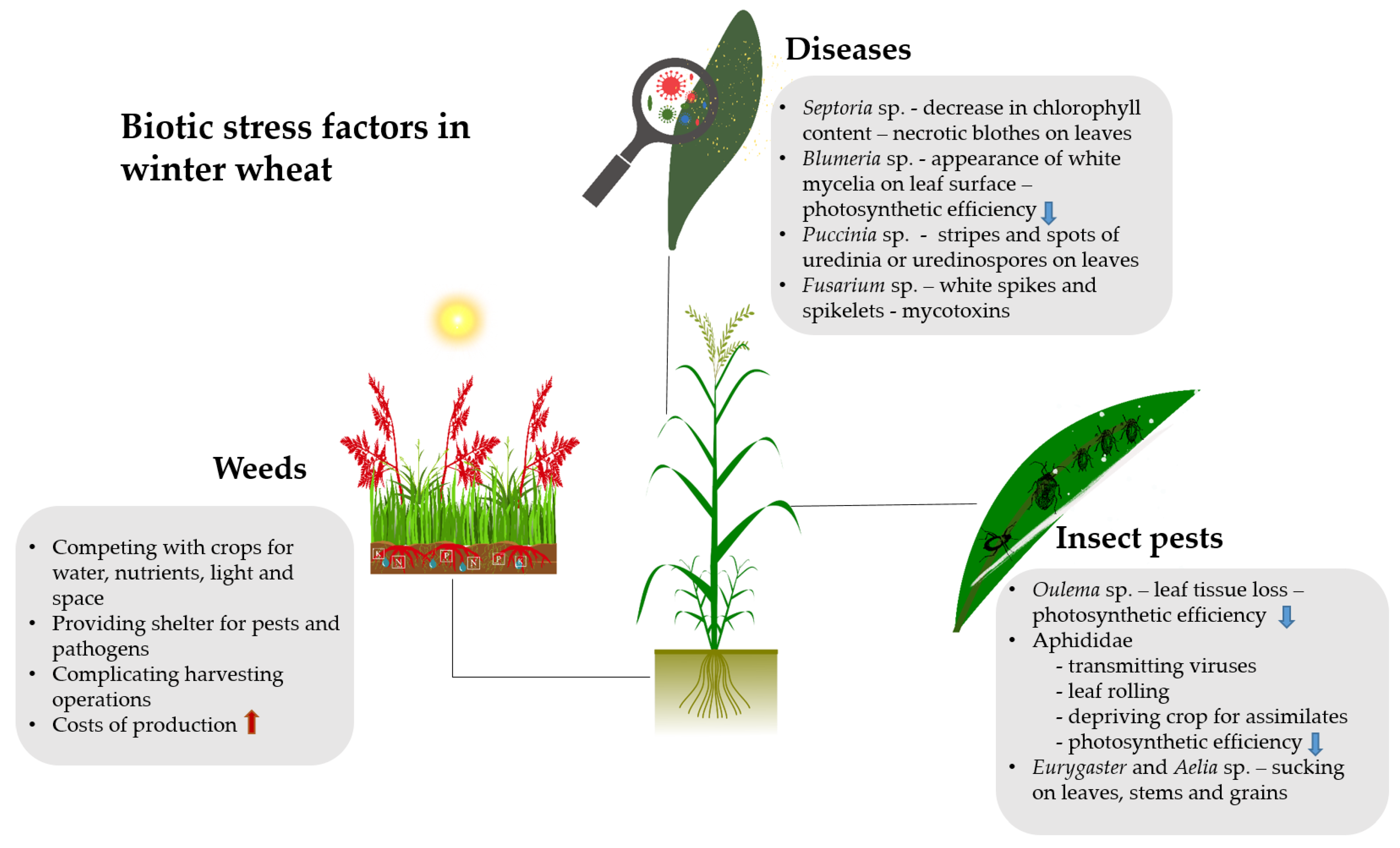 Diversity 15 00481 g002