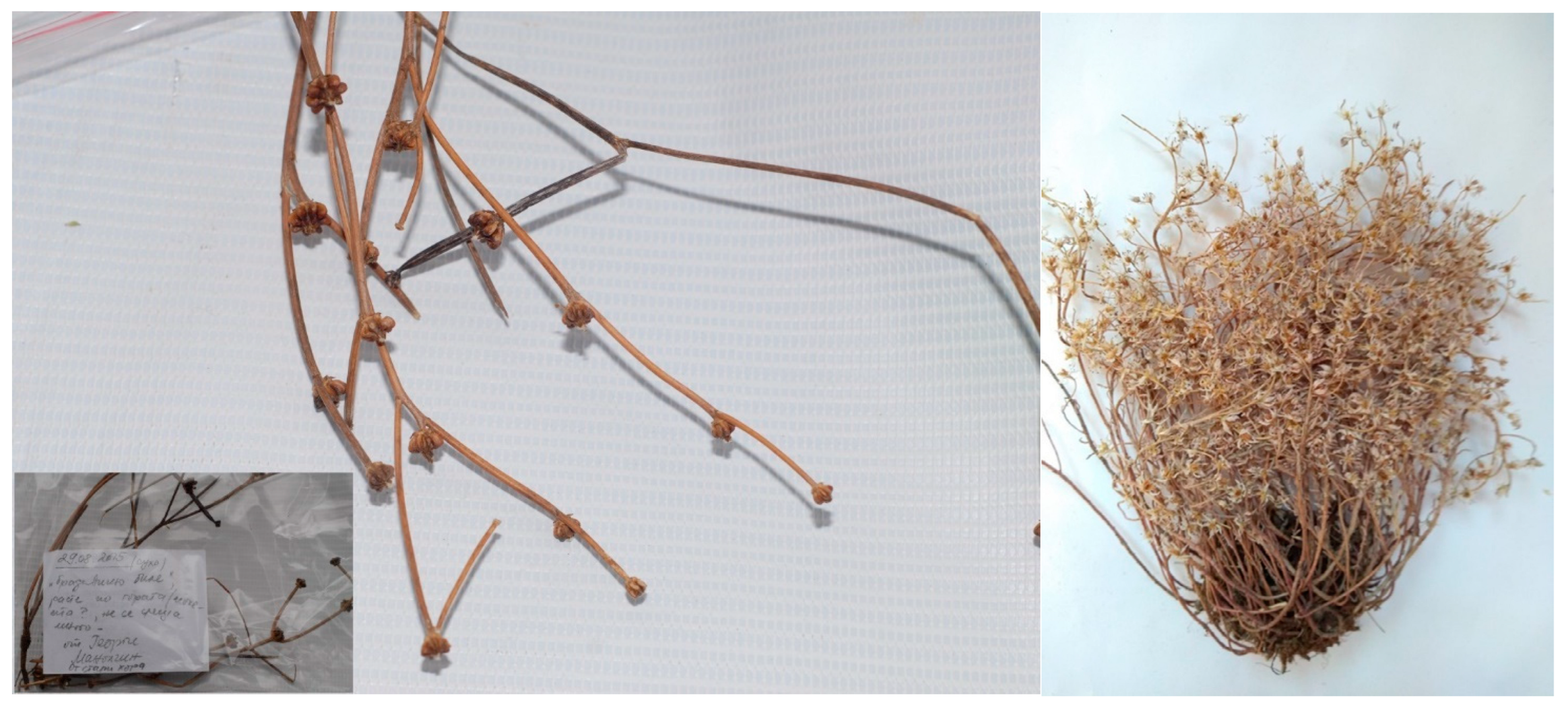 Diversity 15 00482 g011 Diversity 15 00482 g011