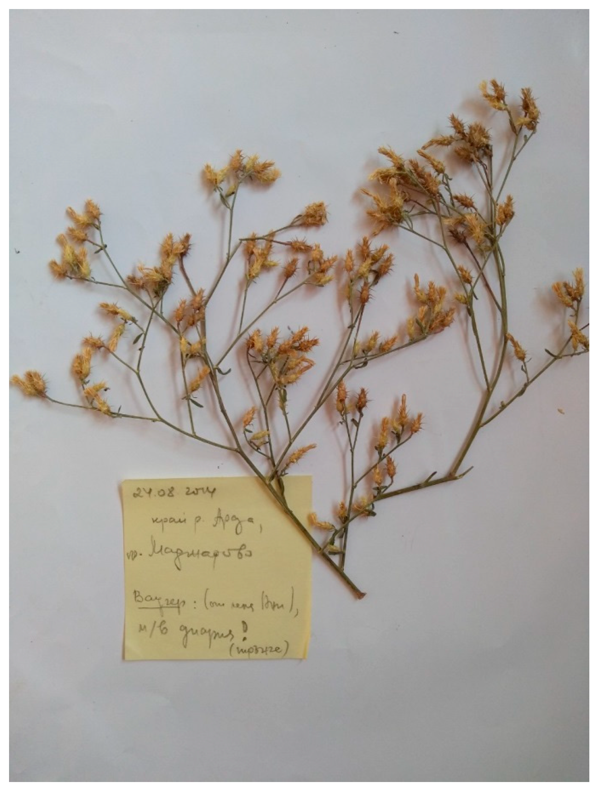 Diversity 15 00482 g012 Diversity 15 00482 g012