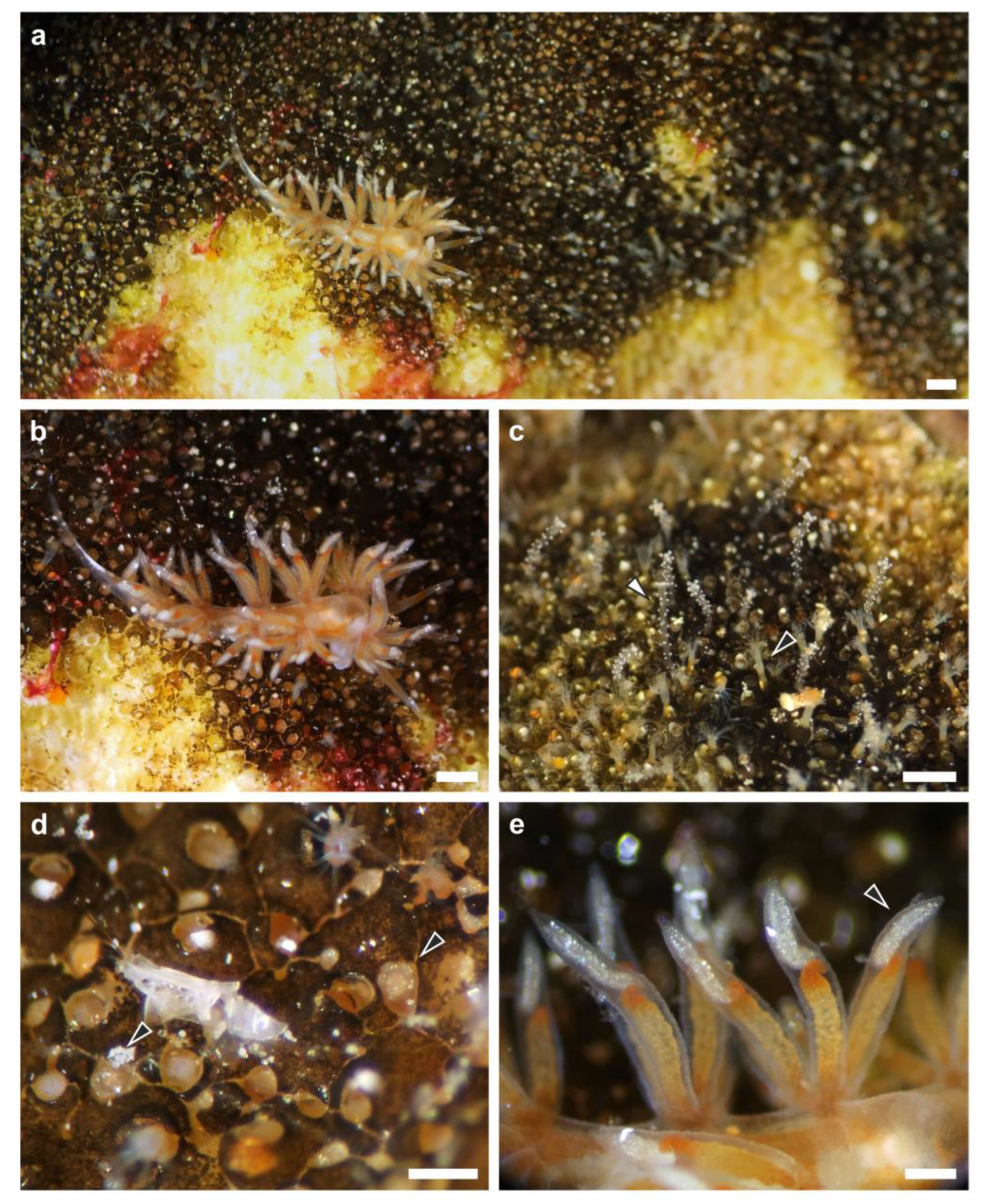 Diversity 15 00484 g001 Diversity 15 00484 g001