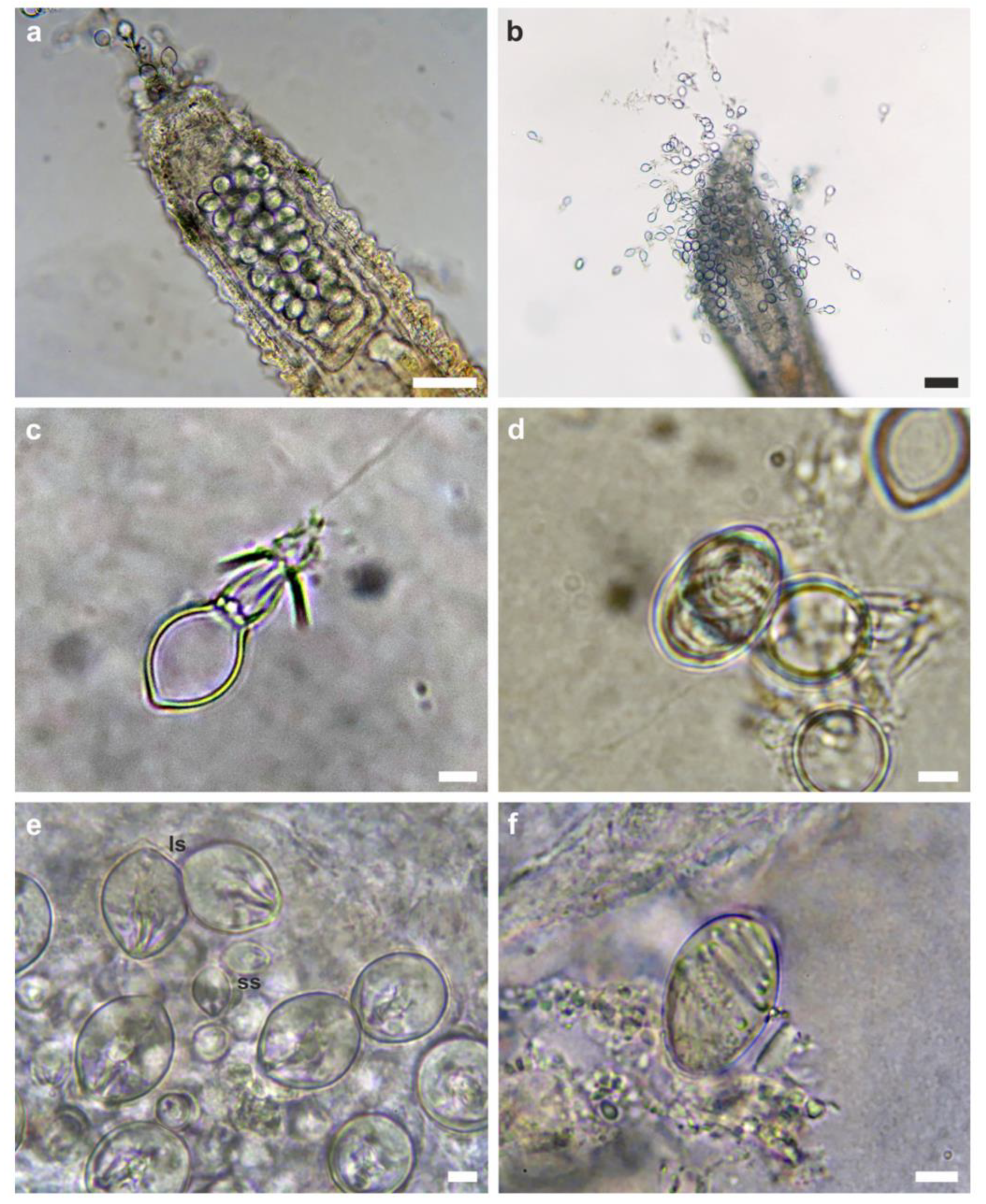 Diversity 15 00484 g004 Diversity 15 00484 g004