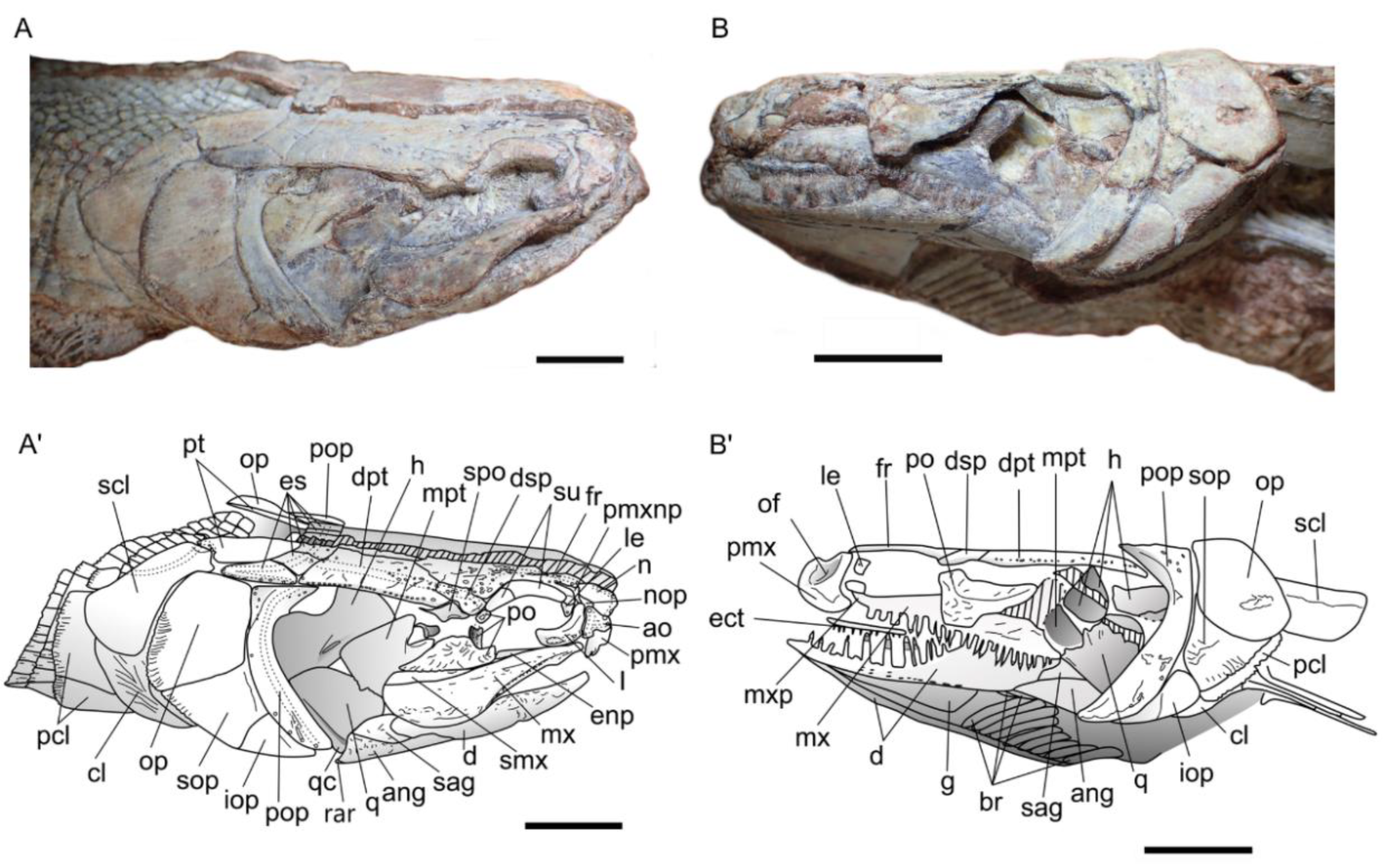 Diversity 15 00491 g004