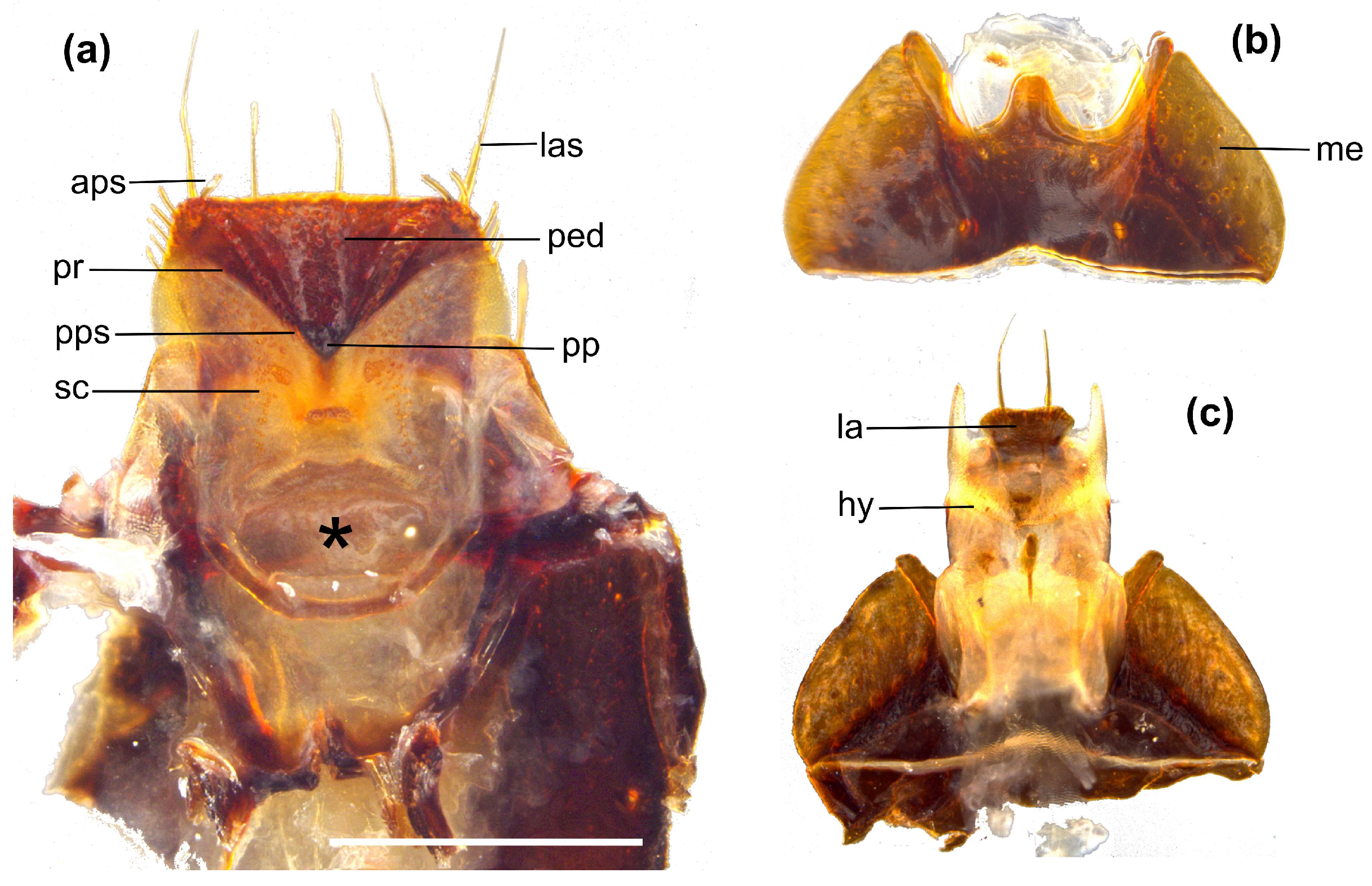 Diversity 15 00493 g008